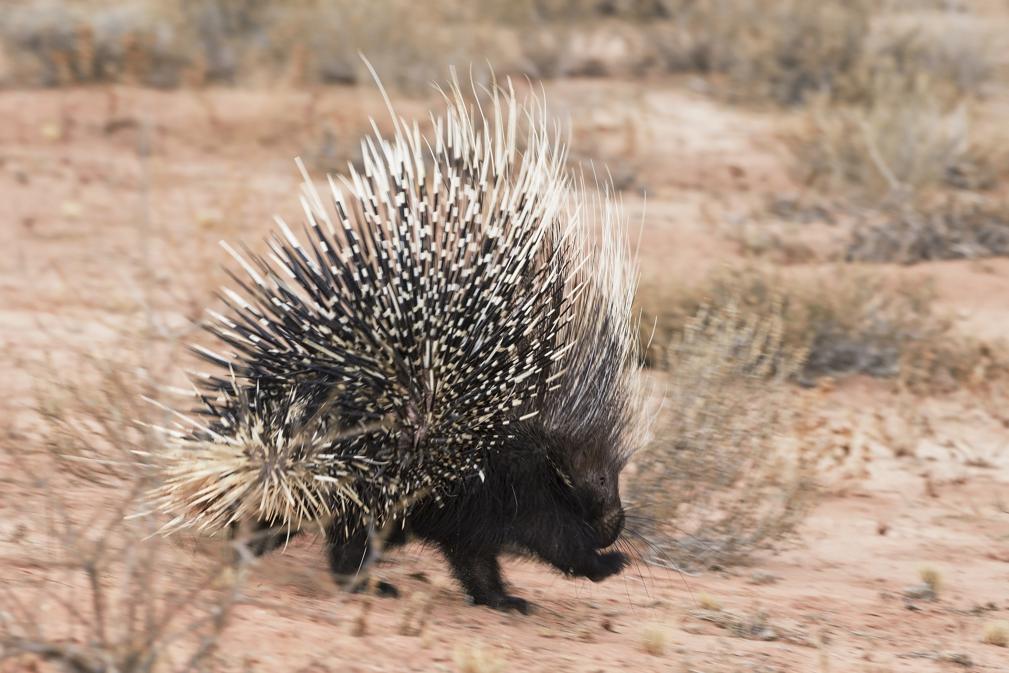 豪猪：非洲草原的尖刺防御者