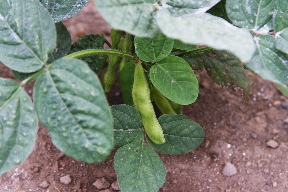 厦门动物医学专业就业前景 就业方向是什么