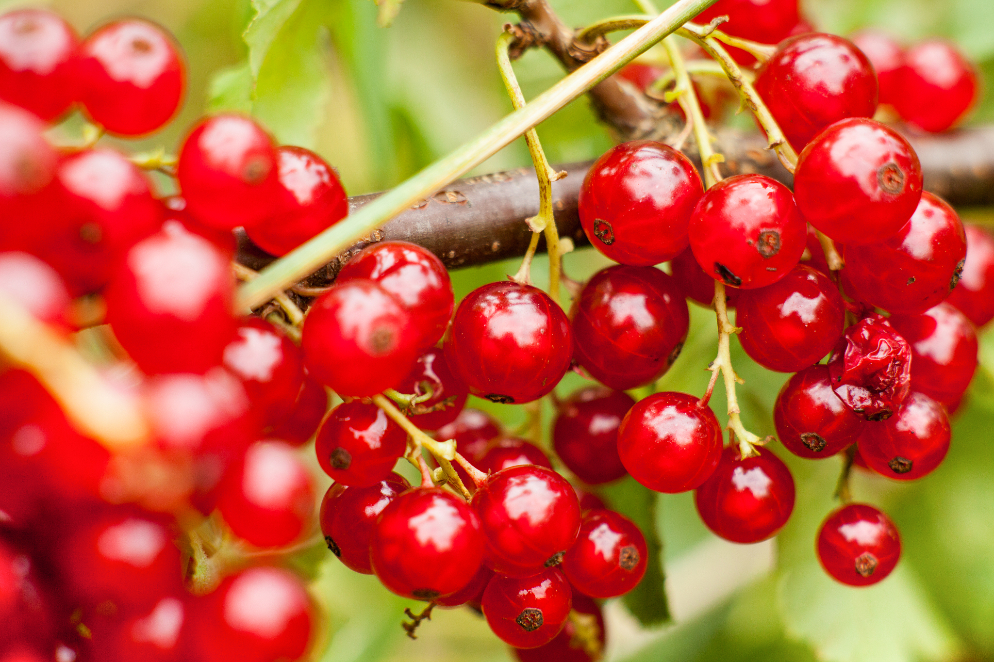 redcurrant fruit on the bush. harvest of ripe fluffy redcurrant.