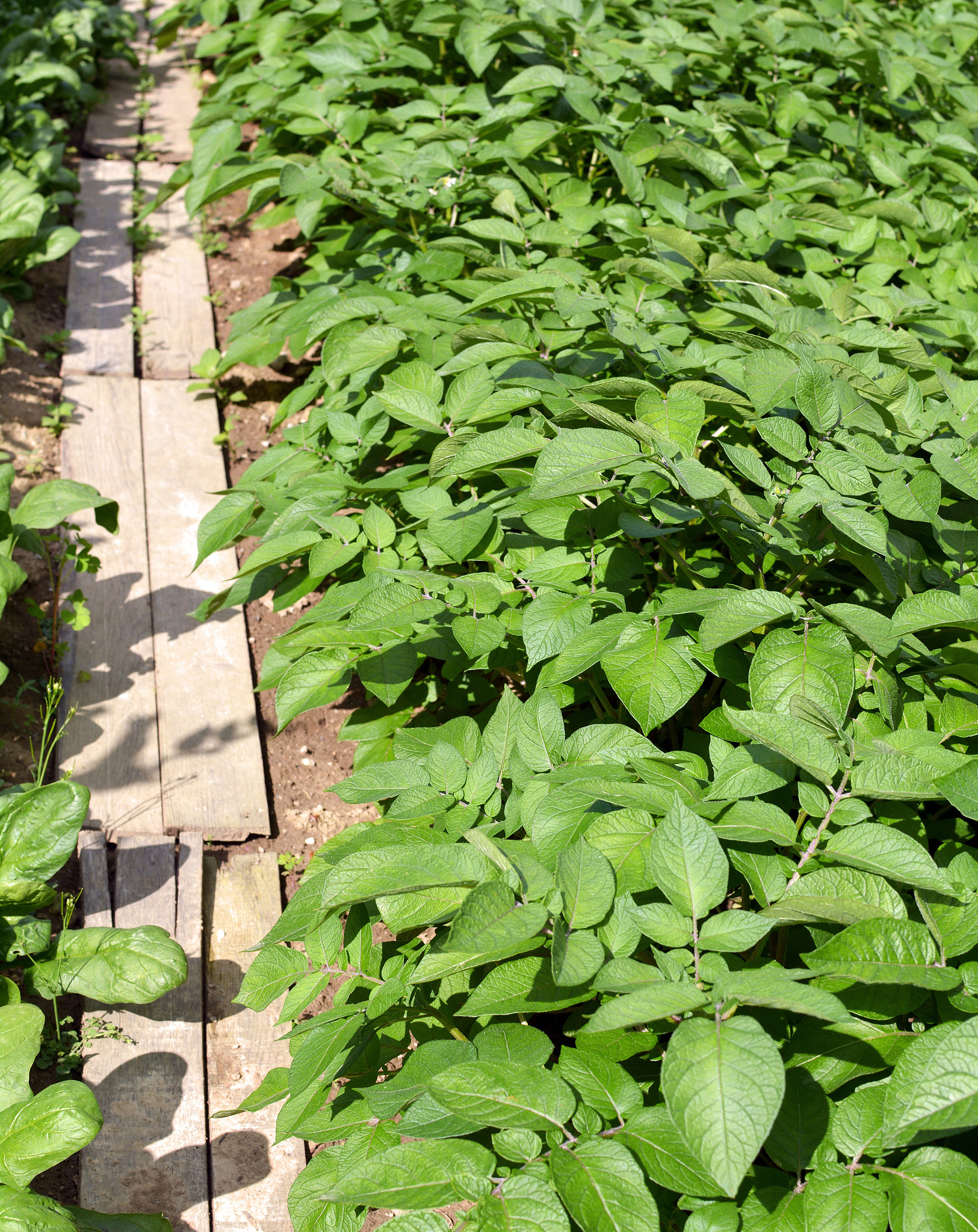 path and potato
