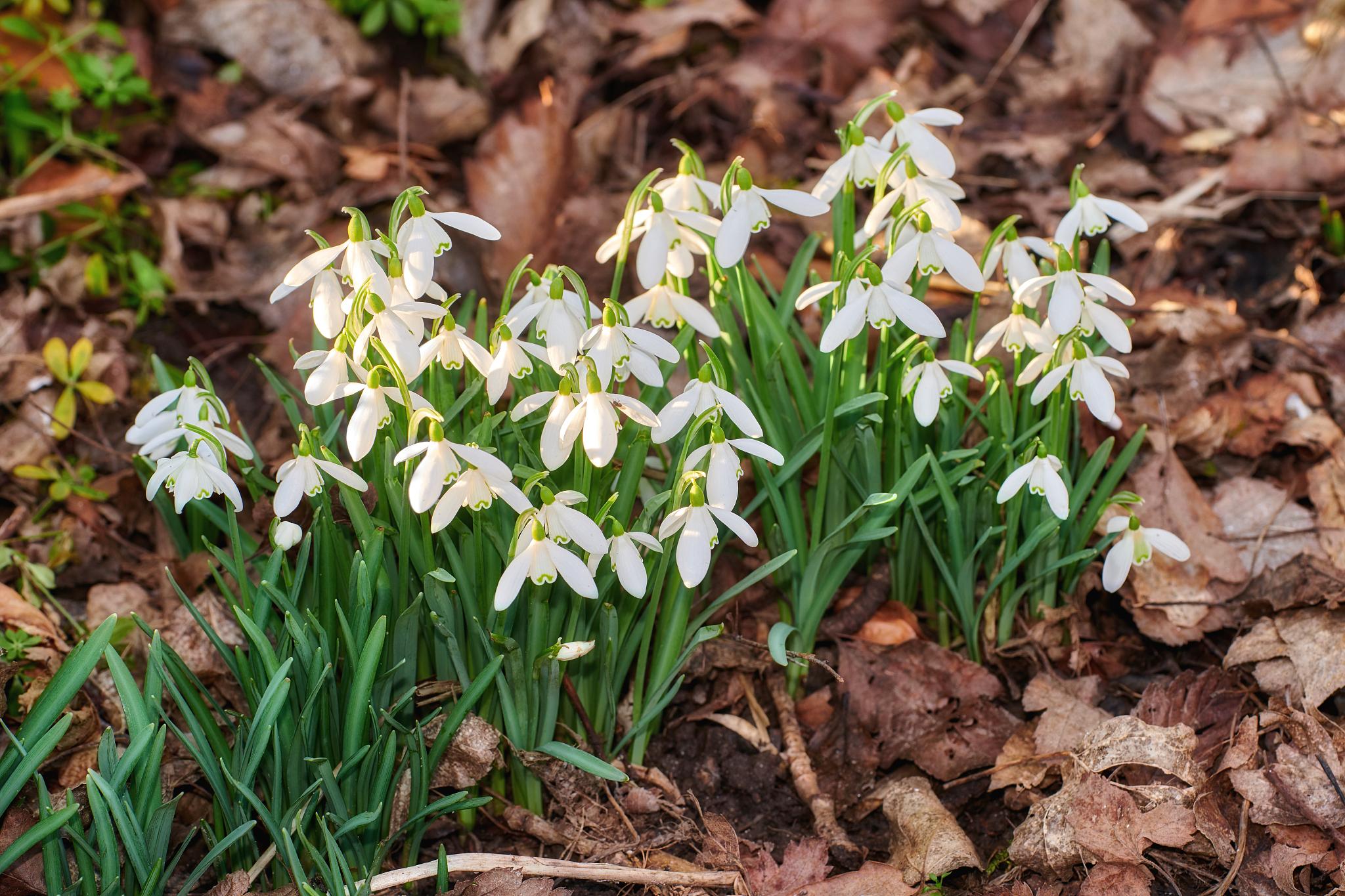 snowdrops