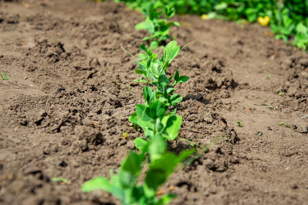土壤团聚体是土壤结构和功能的基本单位影响土壤水分养分保持及供应调控能力。土壤团聚体稳定性越好就能充分协调土壤水、气和养分等因素的循环为植被生长创造条件3。土壤有机质是土壤团聚体形成过程中重要的粘结物质是团聚体形成的主要粘结剂维持团聚结构团聚体对土壤有机质也具有保护作用二者相辅相成密不可分4。有研究表明影响土壤团聚体固碳的因素主要包括耕作条件、施肥制度和种植方式等5。不同耕作方式可以通过人为和农机具
