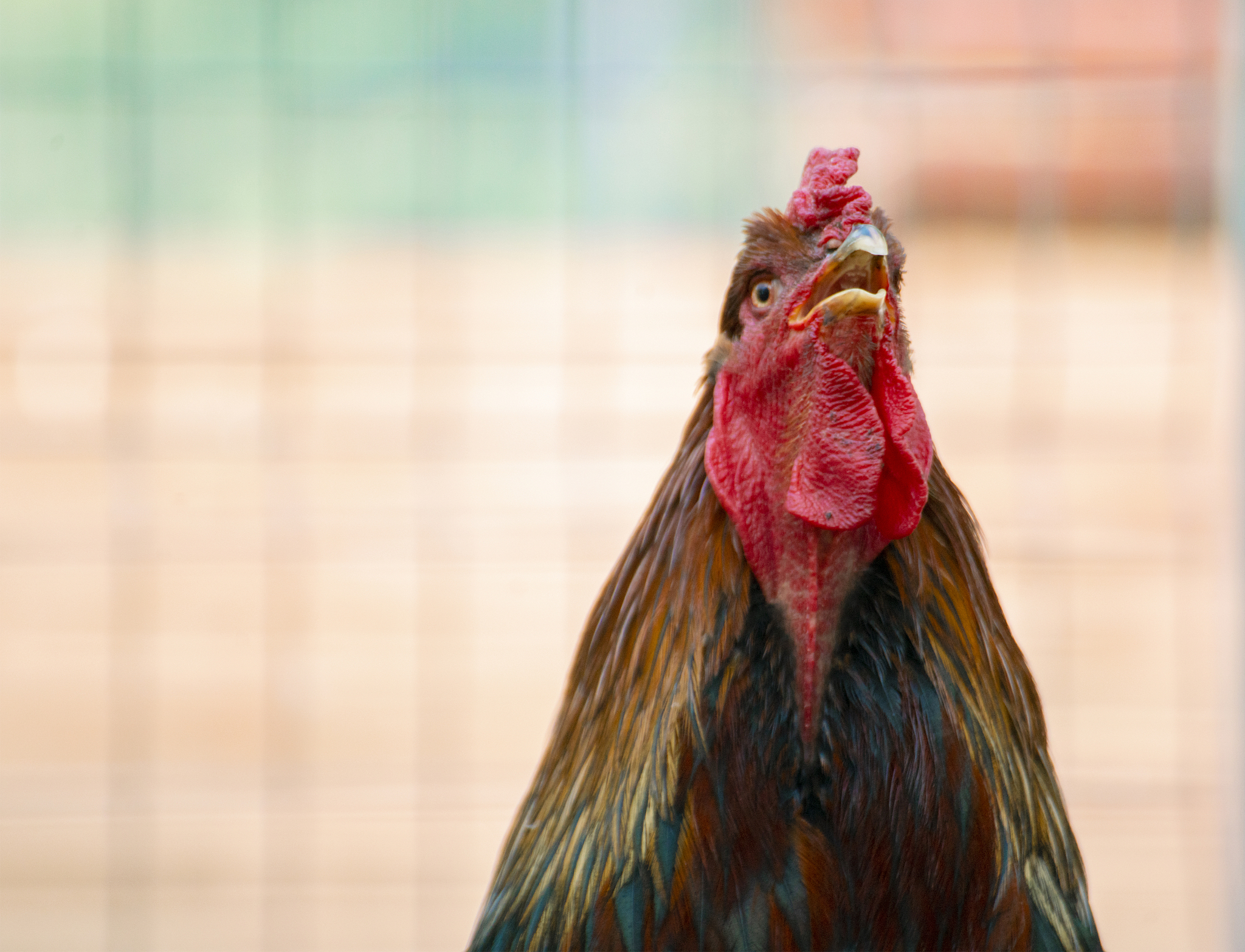 close up photo of domestic cock or chicken in the zoo, livestock