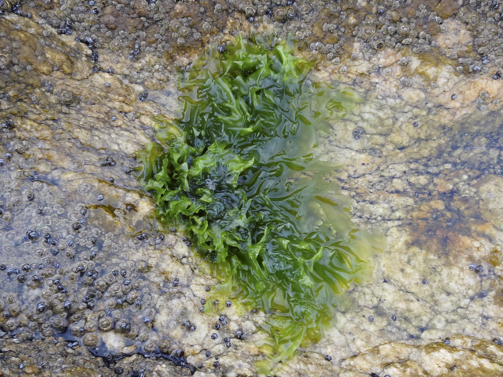黄苔：水族箱、池塘常见藻类，如何控制？