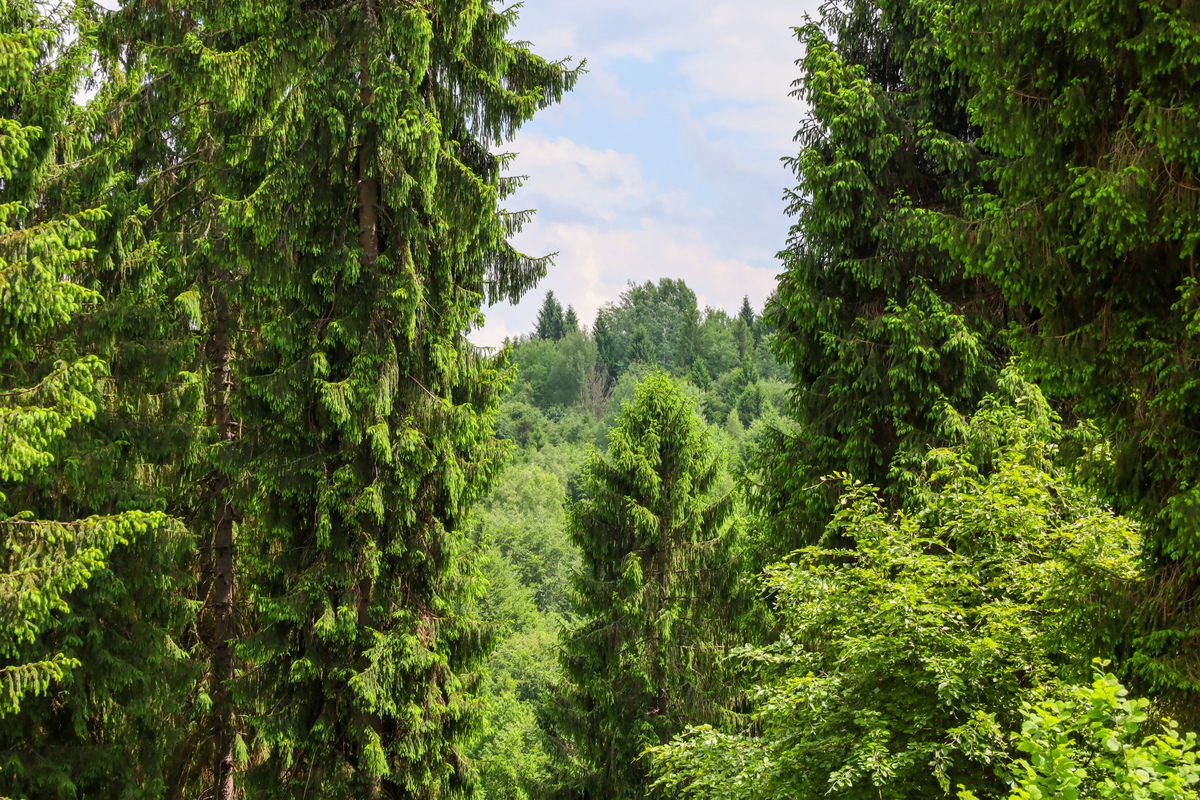 桃江县主要植被