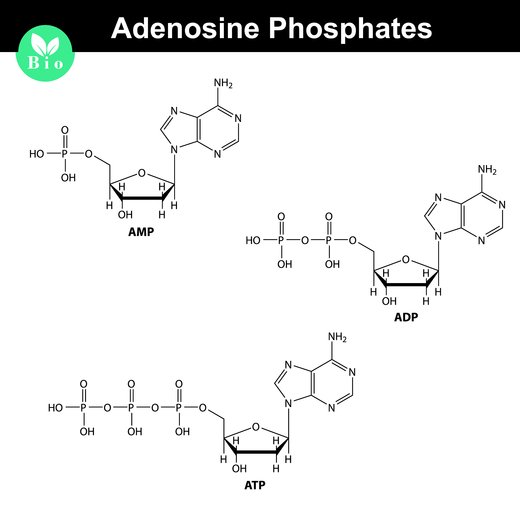 问题1-3与糖酵解有关。假设一开始有3个葡萄糖分子。3糖酵解过程中的ATP是如何产生的