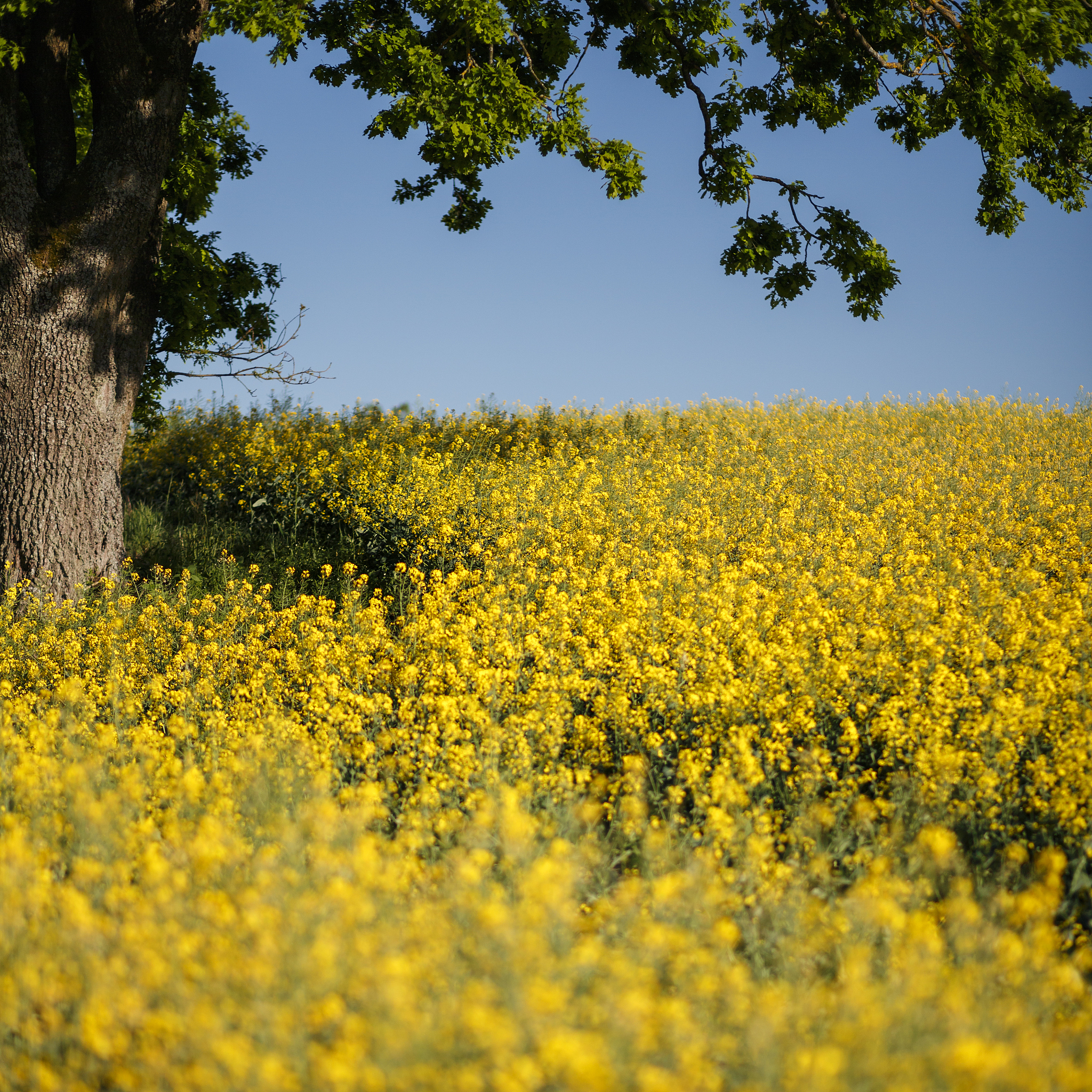 环境艺术设计专业就业方向：未来前景广阔，如何脱颖而出？