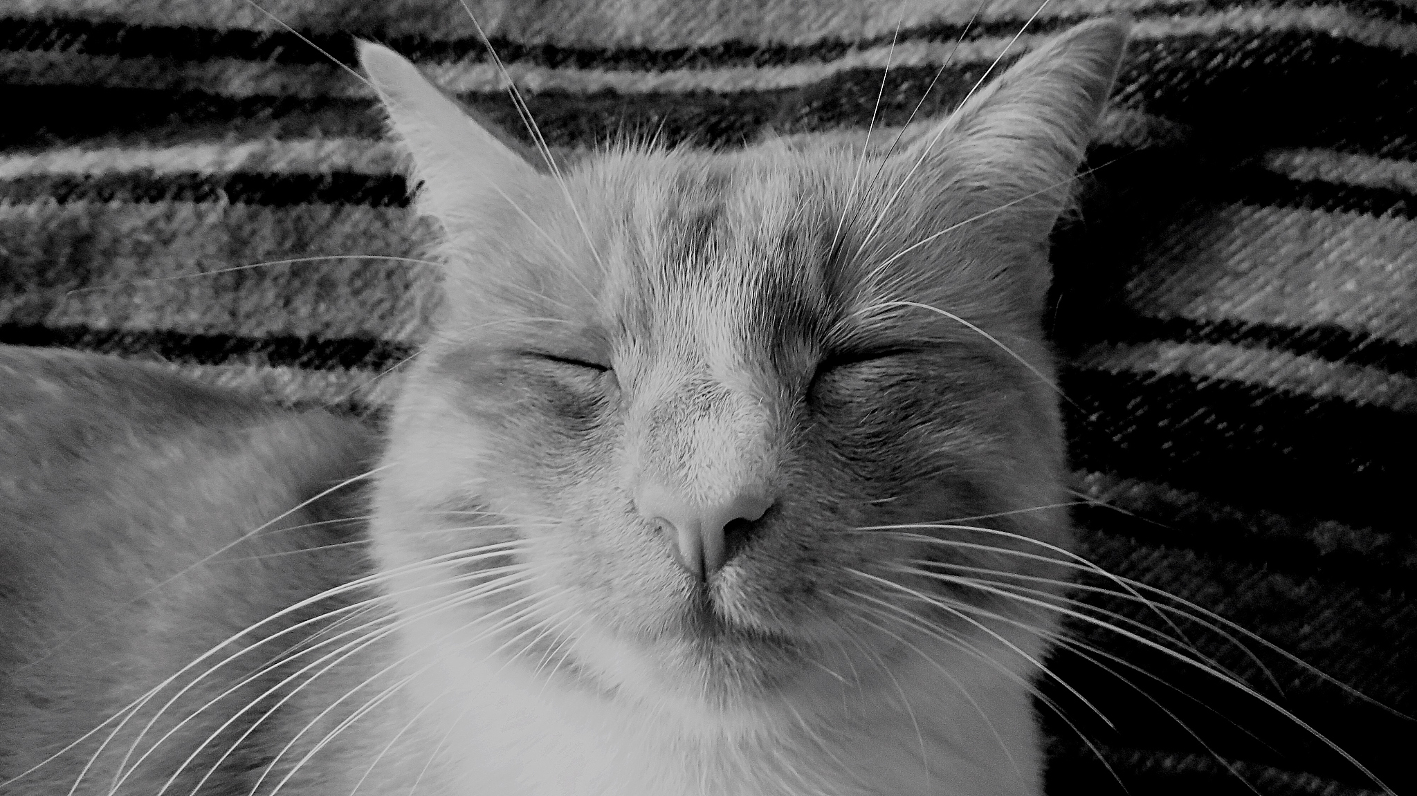 close-up of cat sleeping