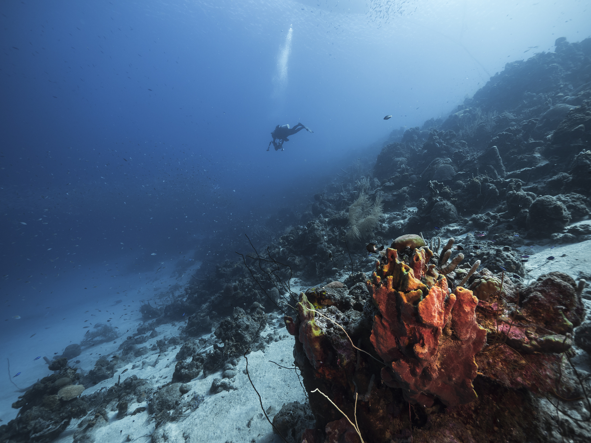 seascape of coral reef in the caribbean sea around curacao with 