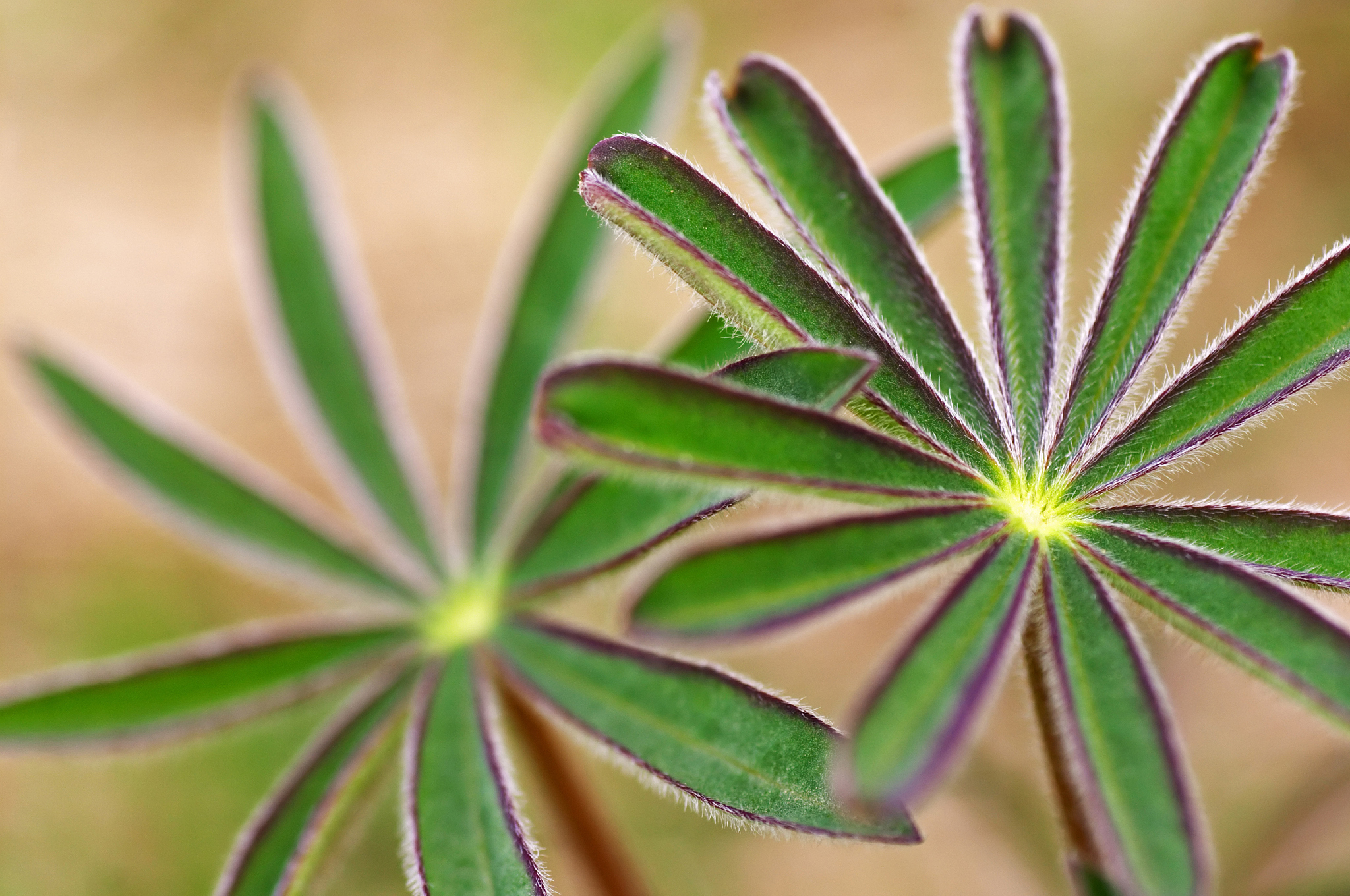 leaves
