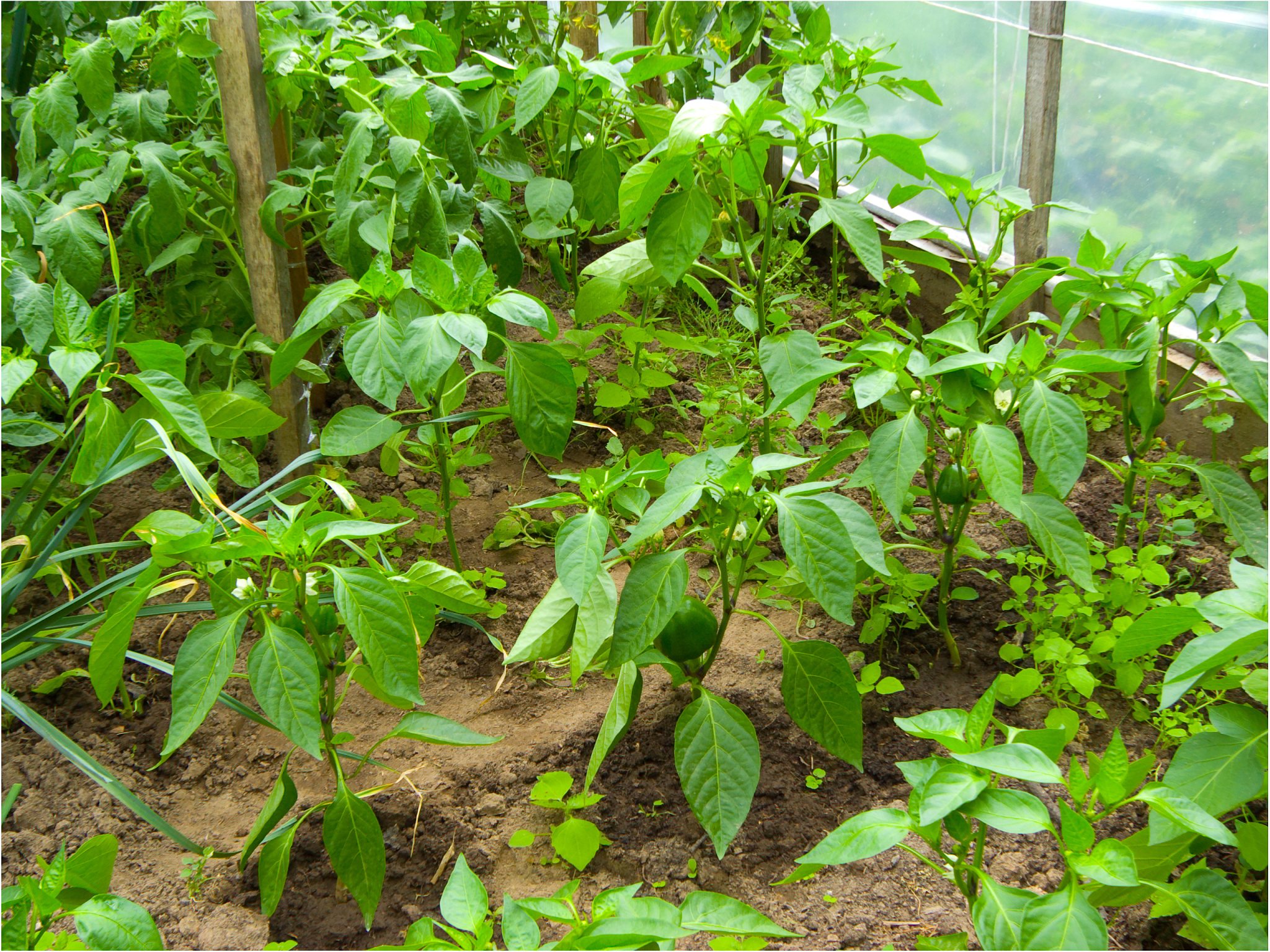 green pepper