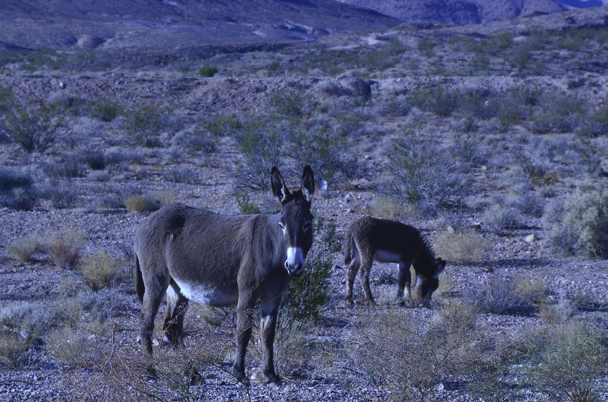沙漠里的骷髅：一个无害的笑话