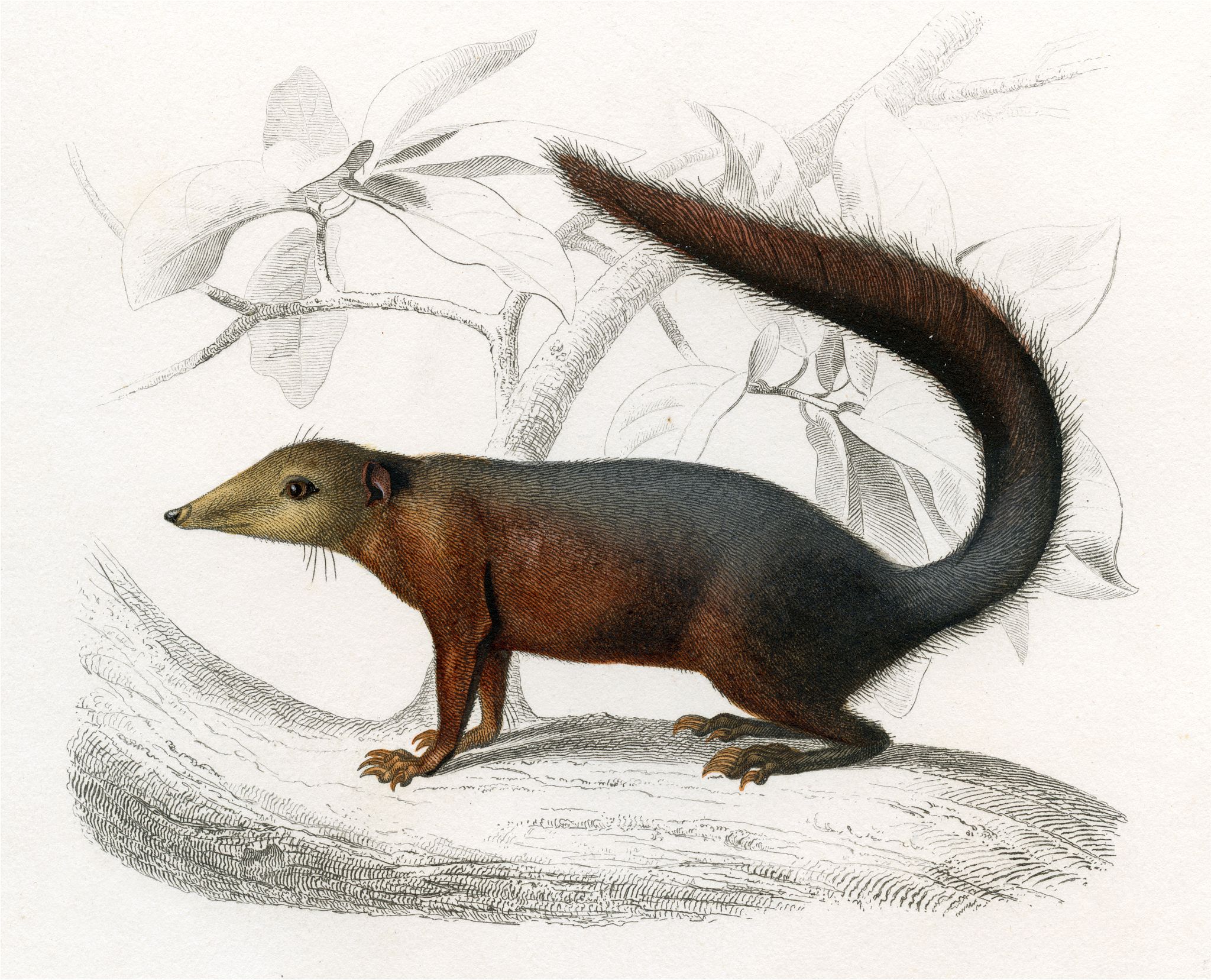 《山海经》异兽：狡 - 形似狐狸的带刺猛兽