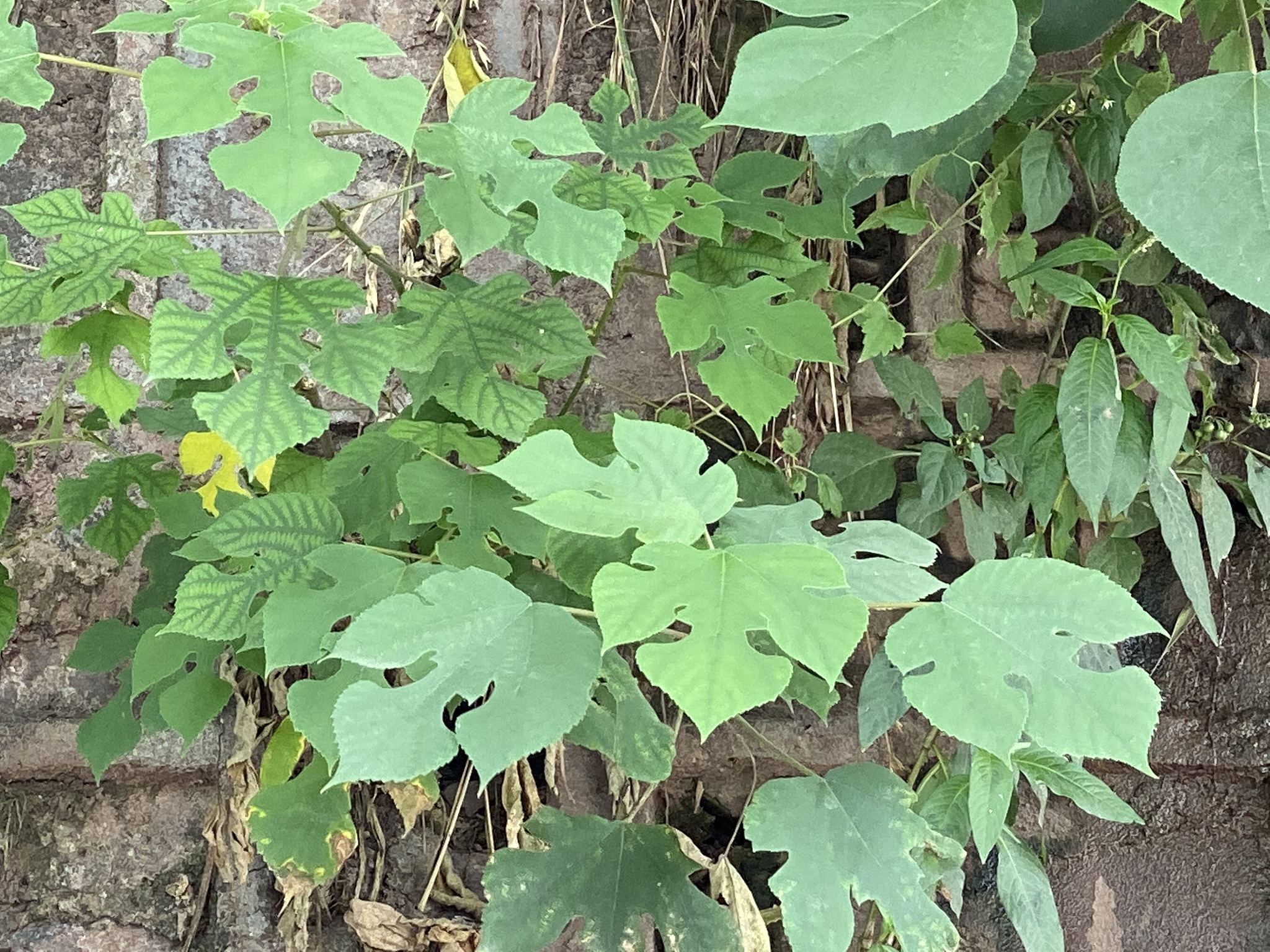 lush green leafy background