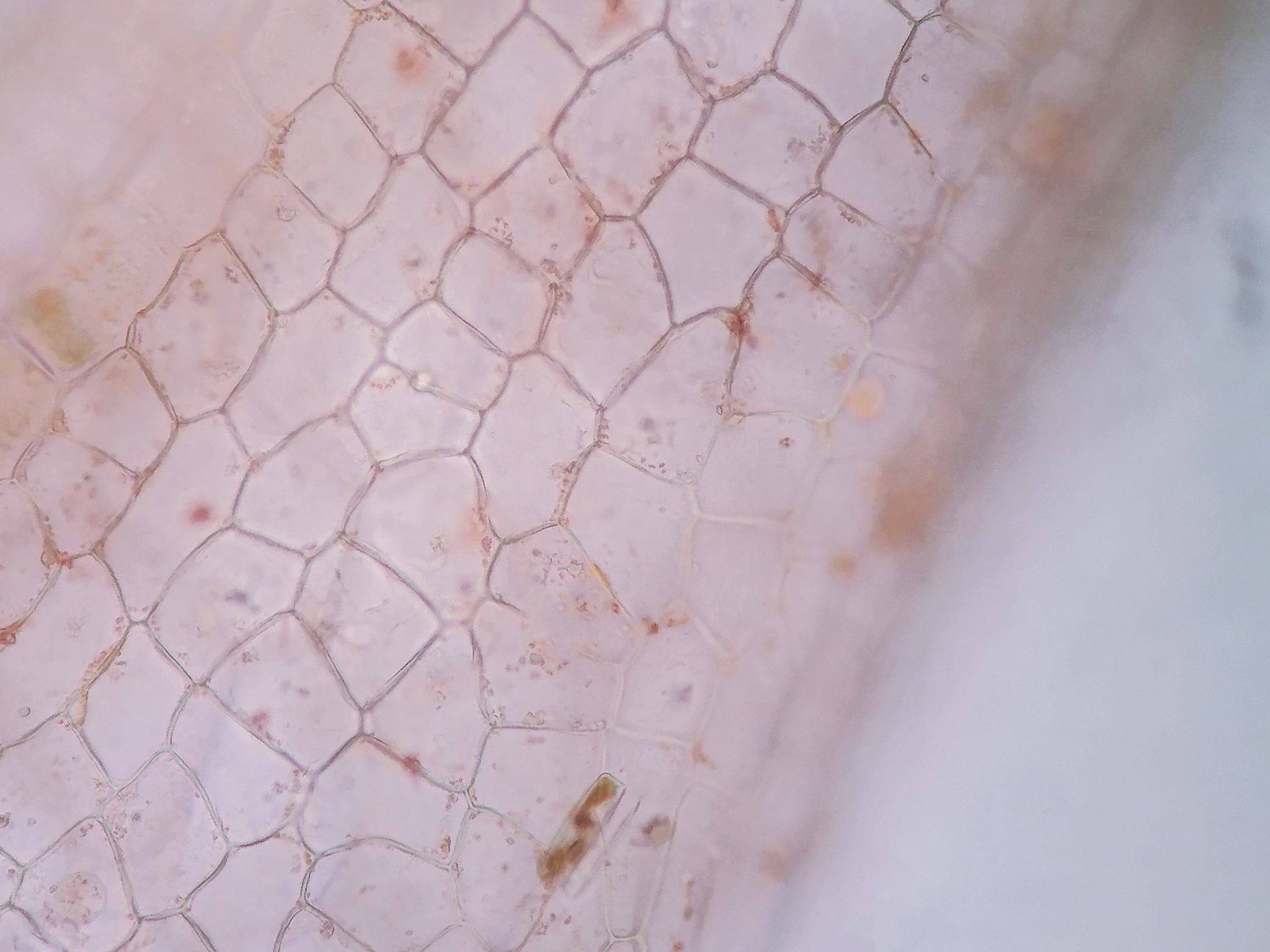 叶绿素分布在叶绿体的什么上