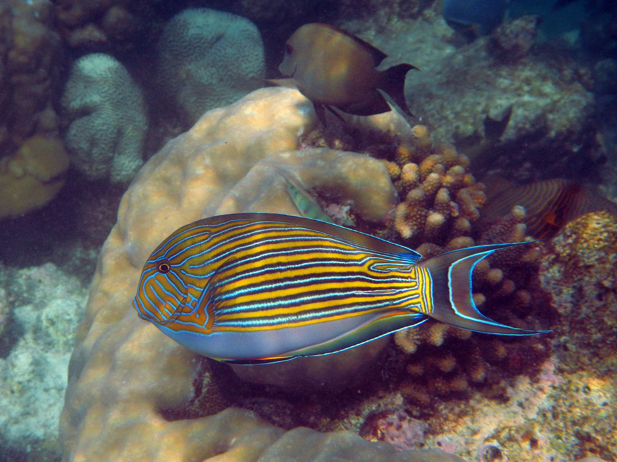 blue and yellow striped surgeonfis