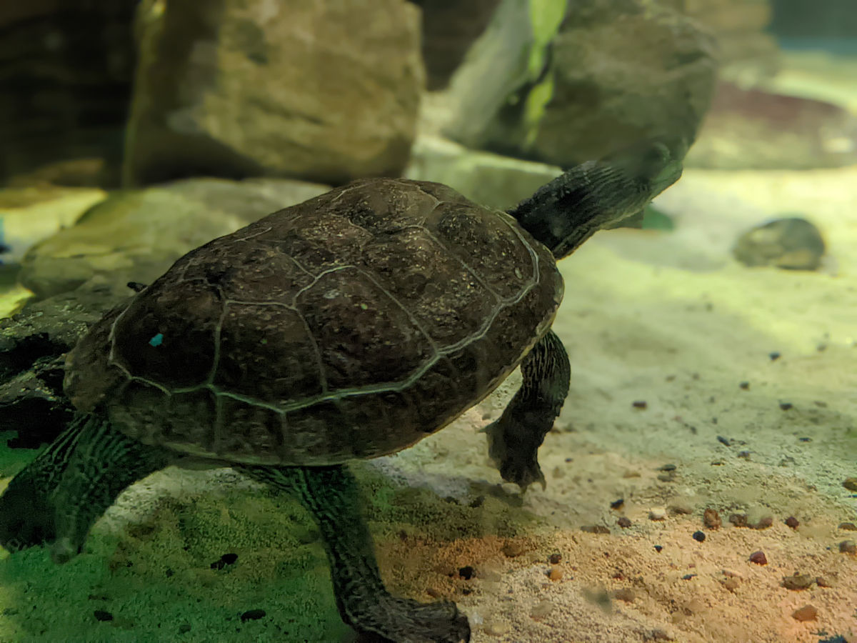 水族馆里的海龟