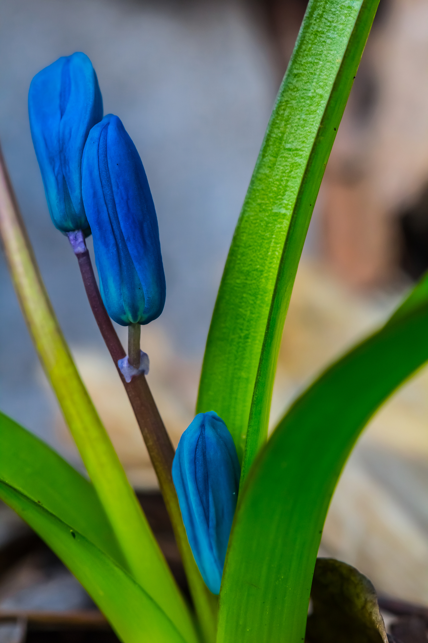 small closeup blue snowdrop