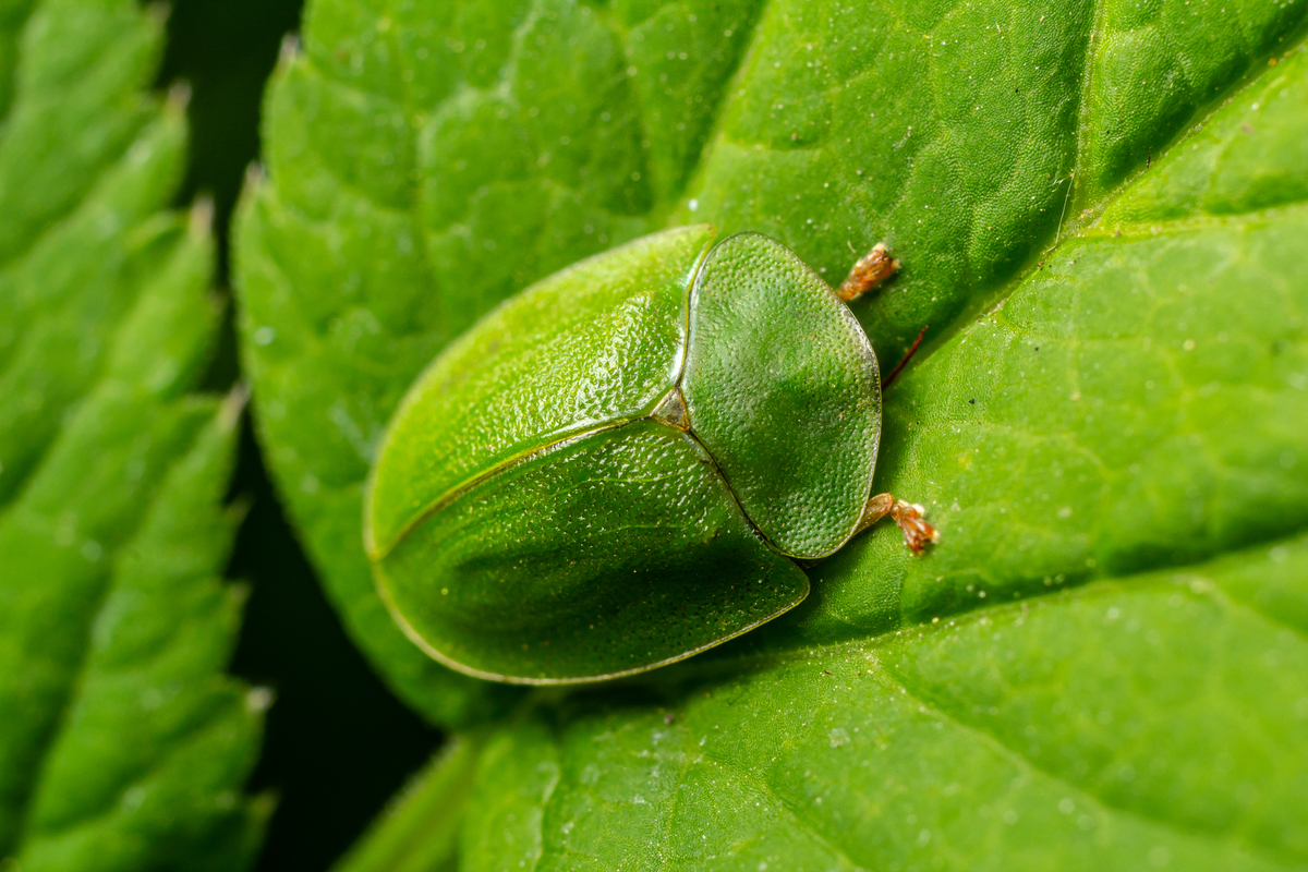 昆虫可以利用植物的防御化学物质的进化吗回答加拓展。