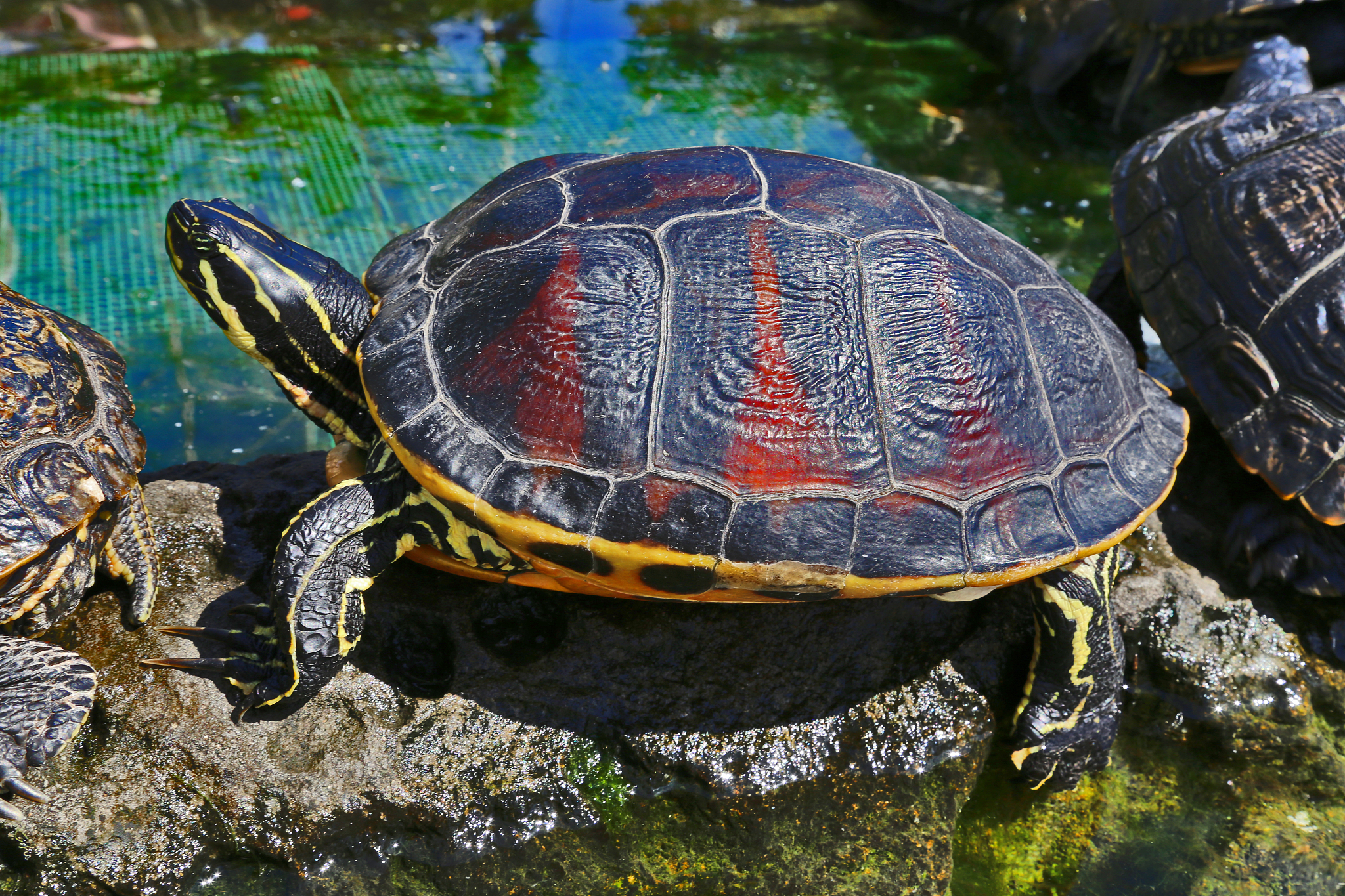 turtle