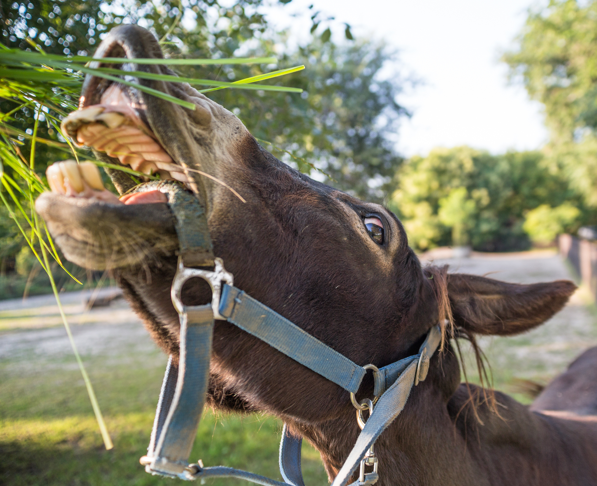 donkey