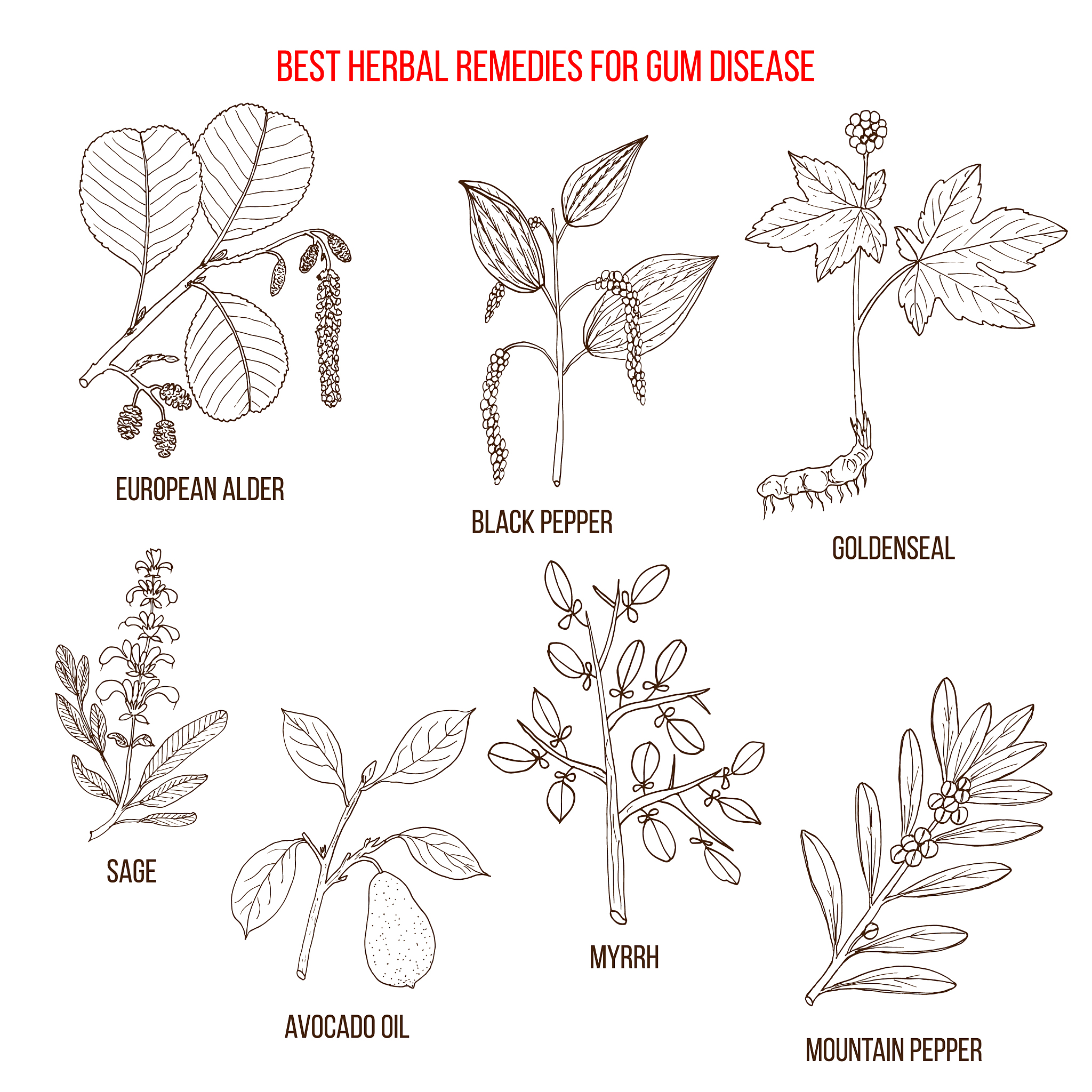 Phytotaxa期刊稿件类型详细介绍