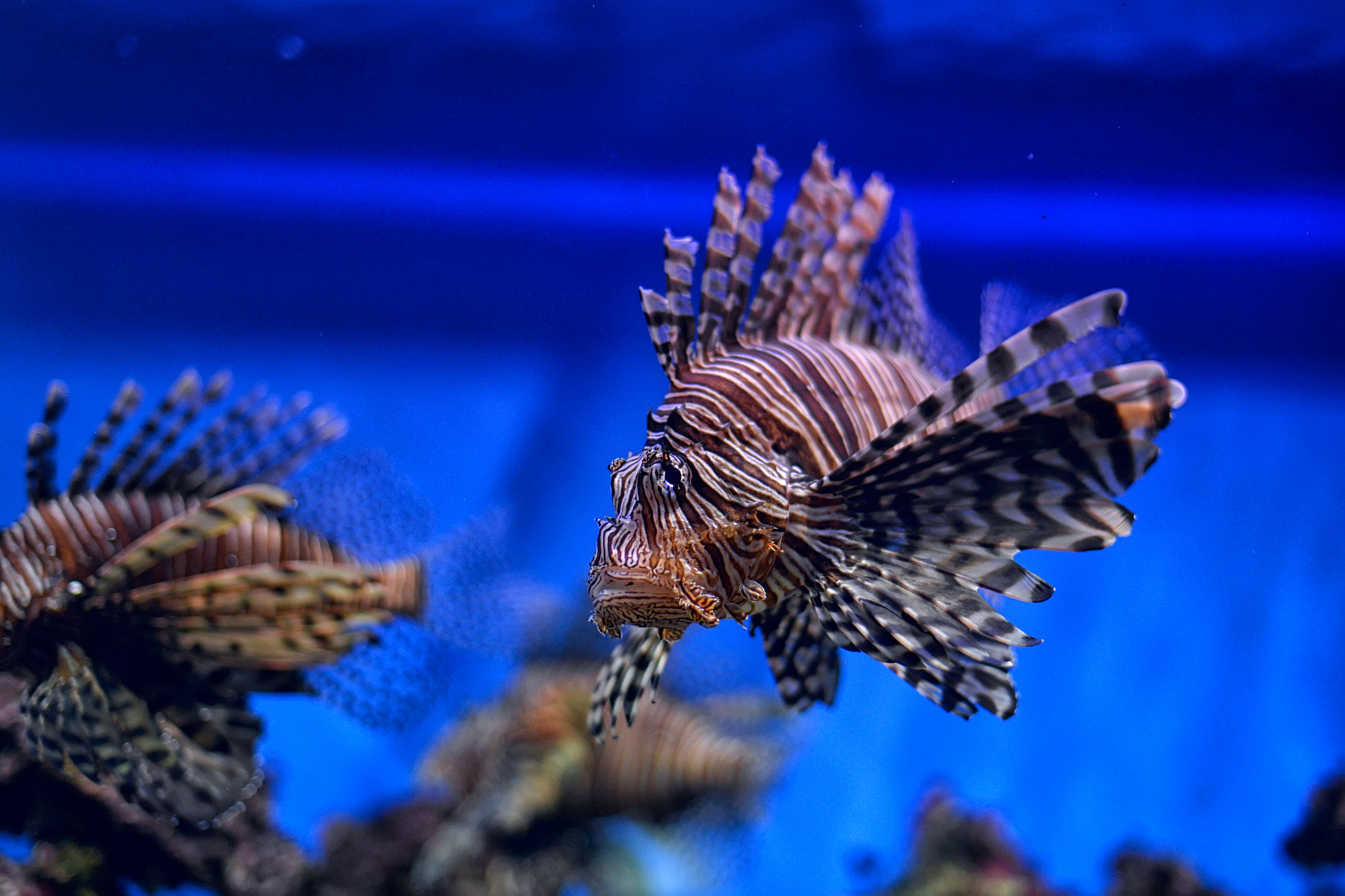 striped lionfish swims in the water
