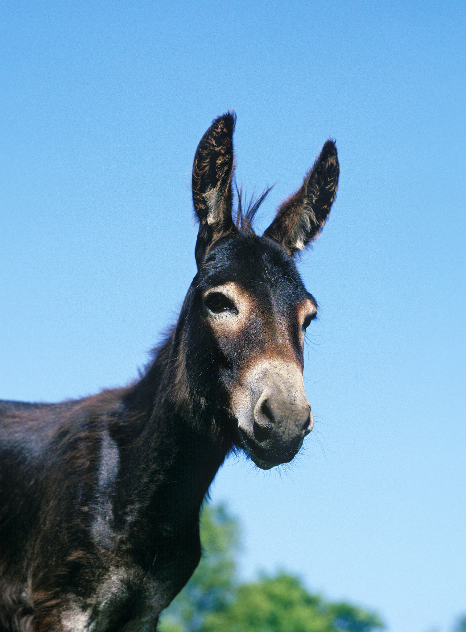 domestic donkey, adult, west of france