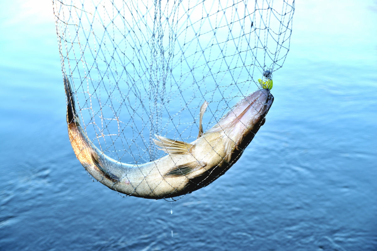 有什么东西放在水里能让里面的鱼靠边