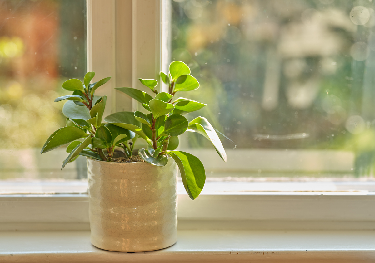植物怎样应对高湿度的