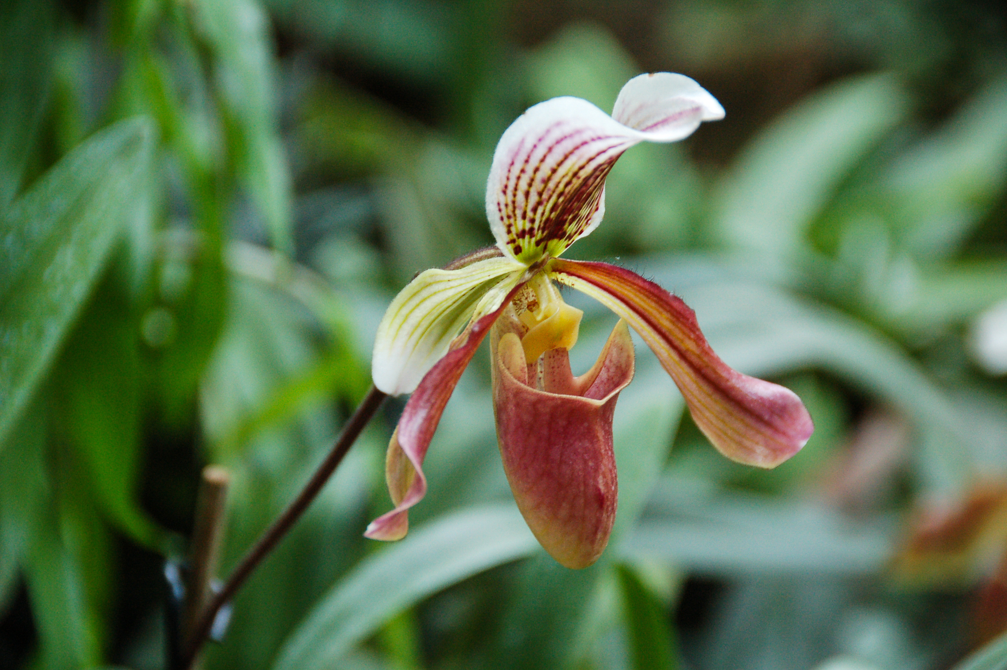 white orchid