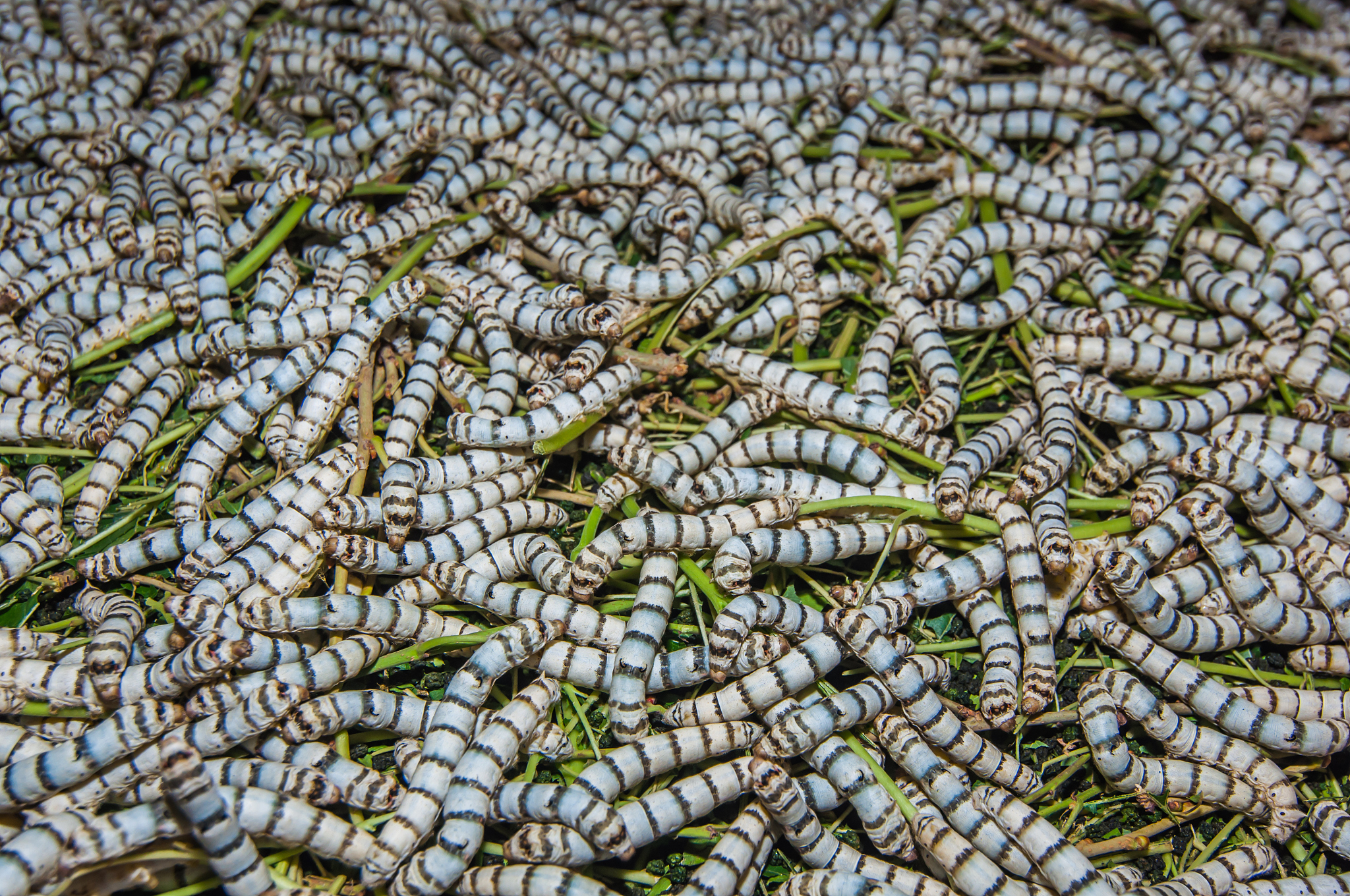 Feed Efficiency Comparison: Artificial vs. Mulberry Leaf-reared Silkworms in the Fifth Instar