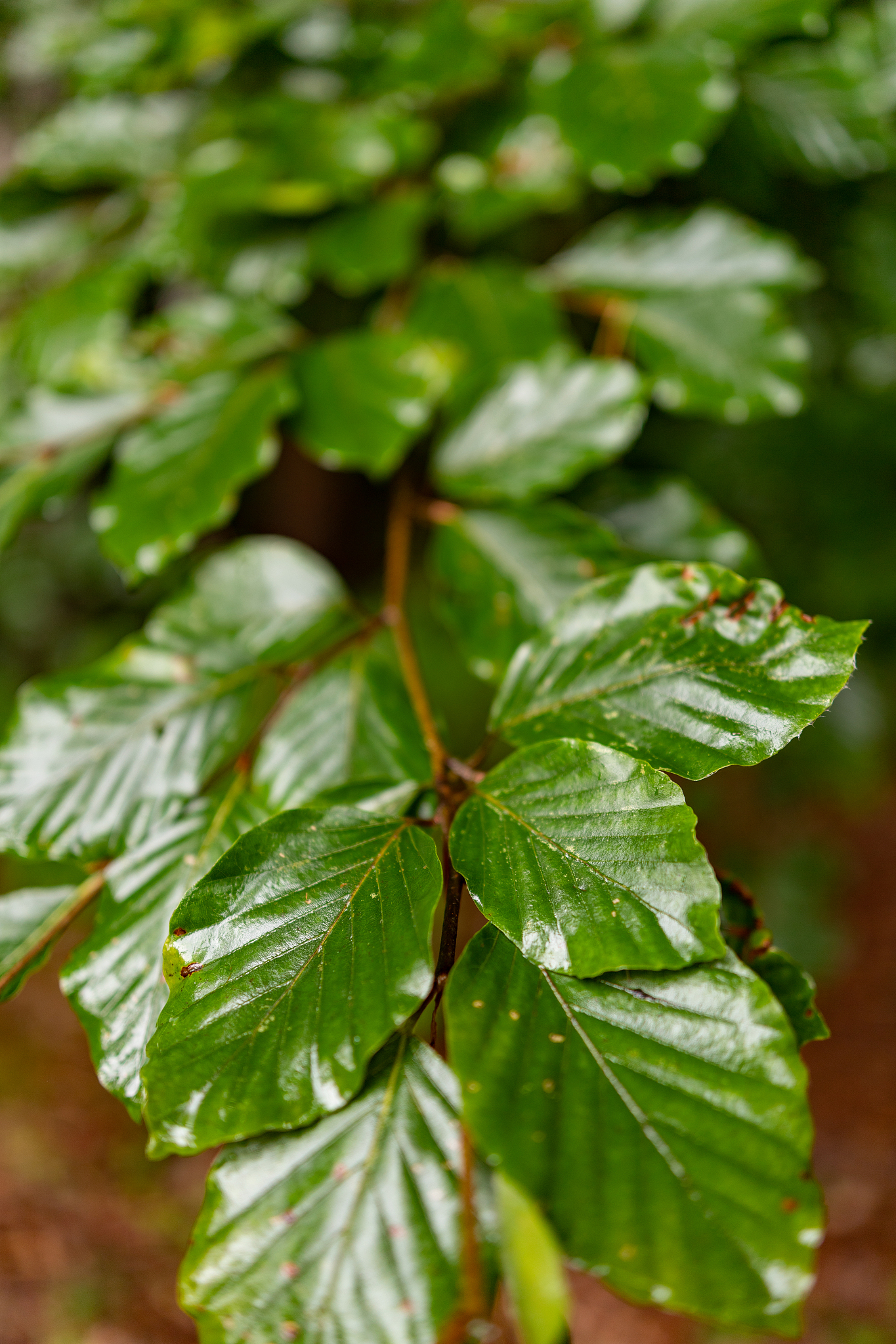 leaves dewy with rain drops. lush green leaves beech tree leaves