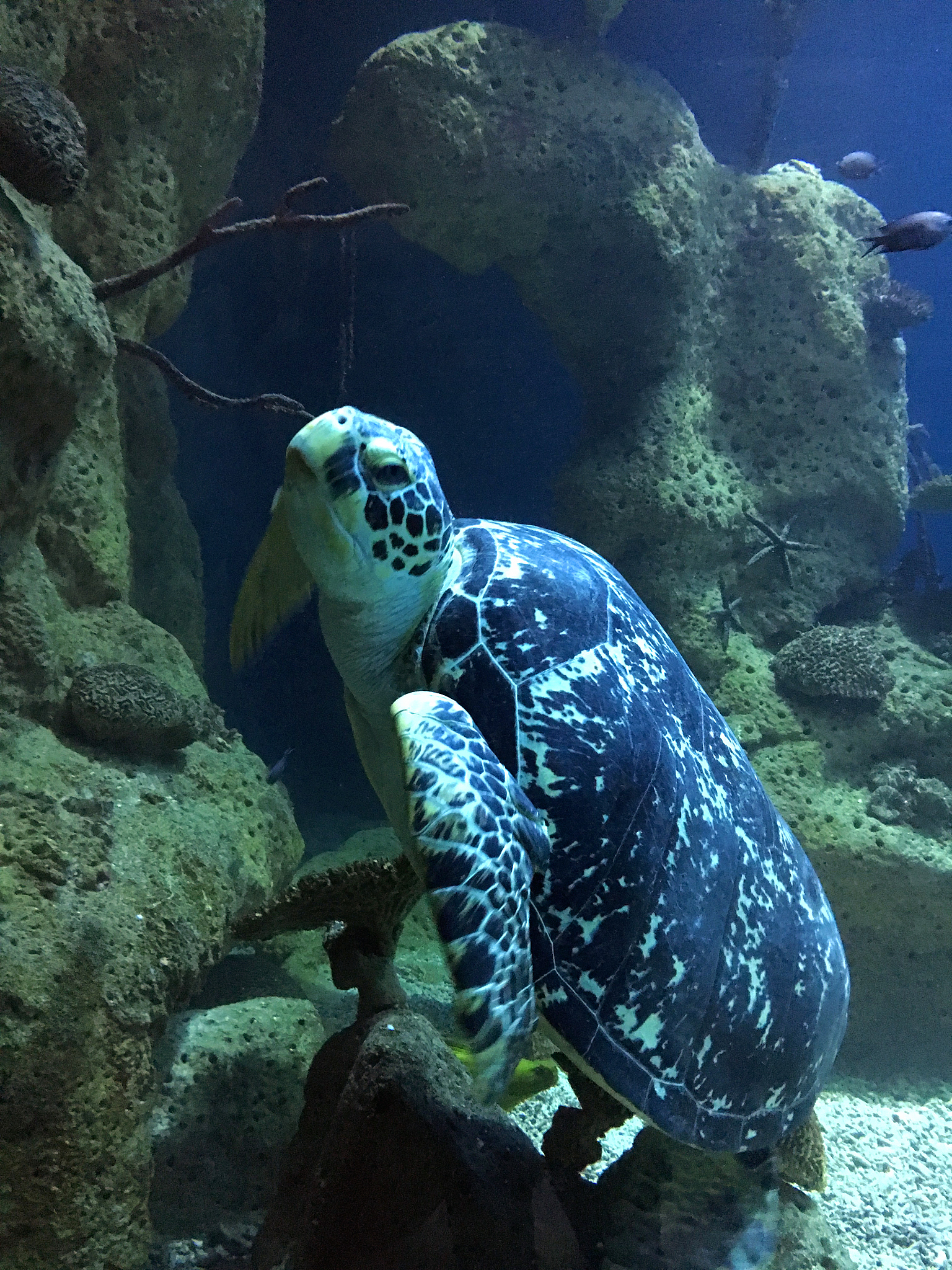 turtle