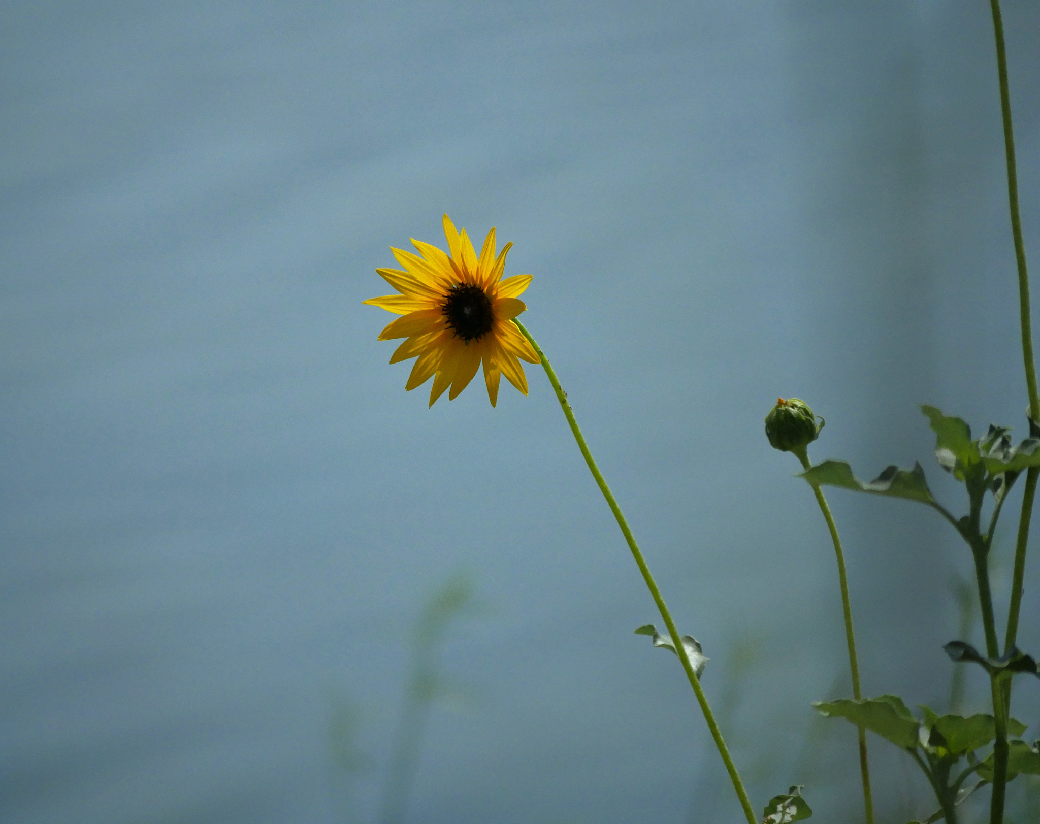 写一个情绪分享的朋友圈文案模板