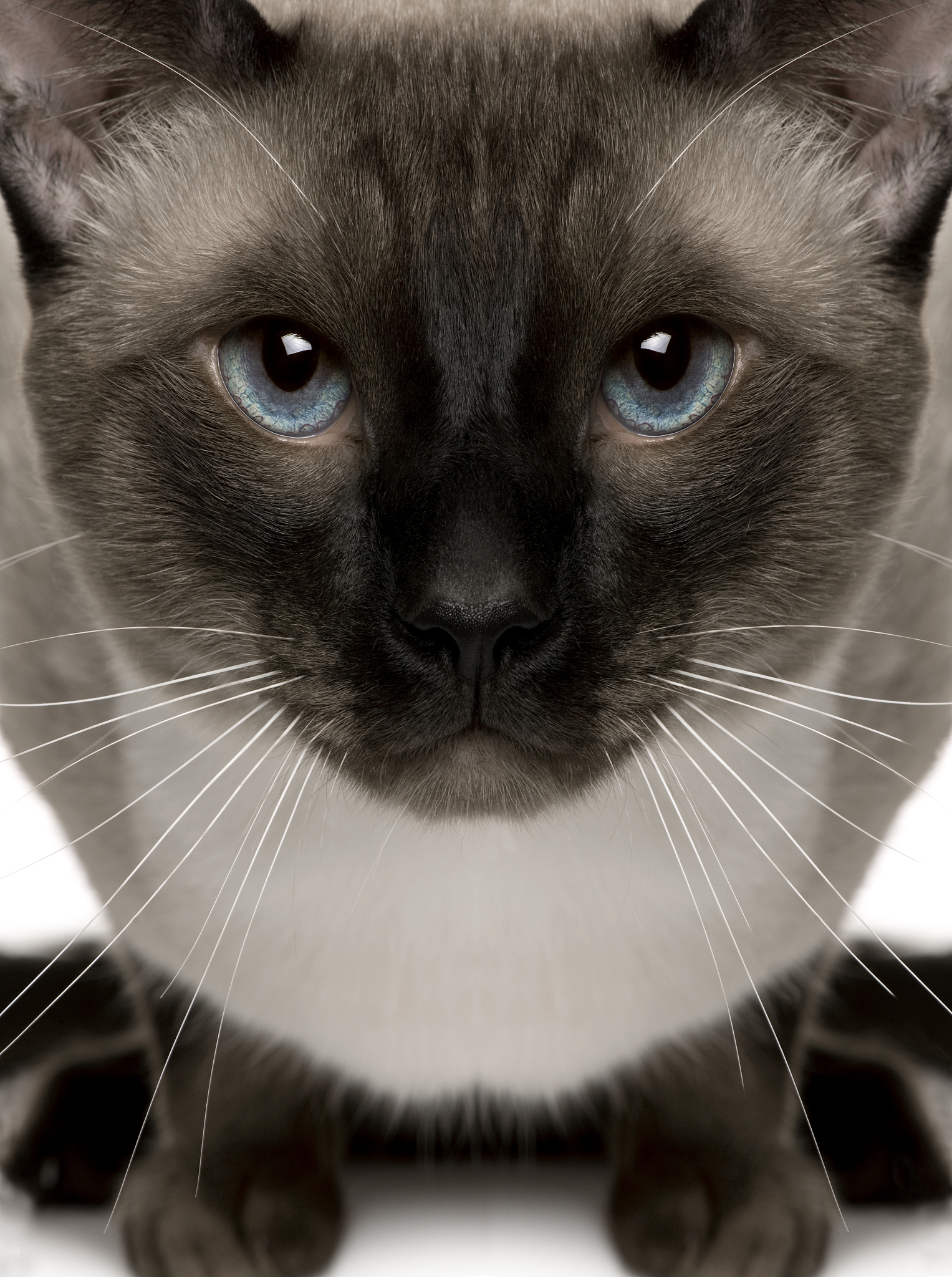 猫鼻气管炎病毒：症状、传播途径和预防