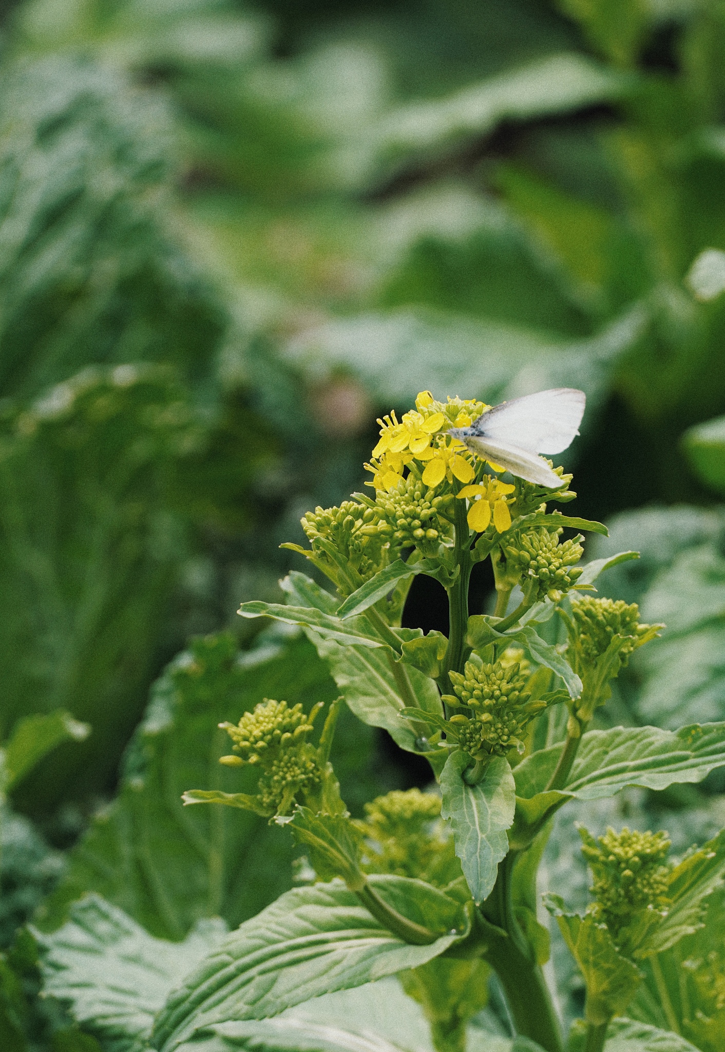 戴自动蝴蝶去上班感受怎么写帮我用200字详细描述