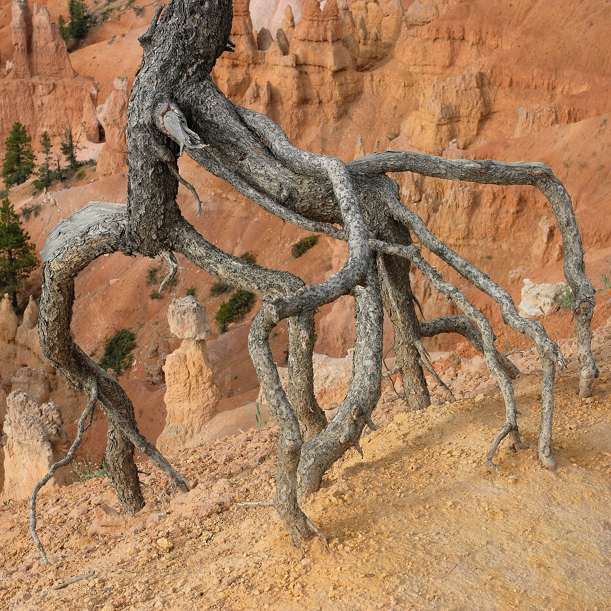 tree root detail