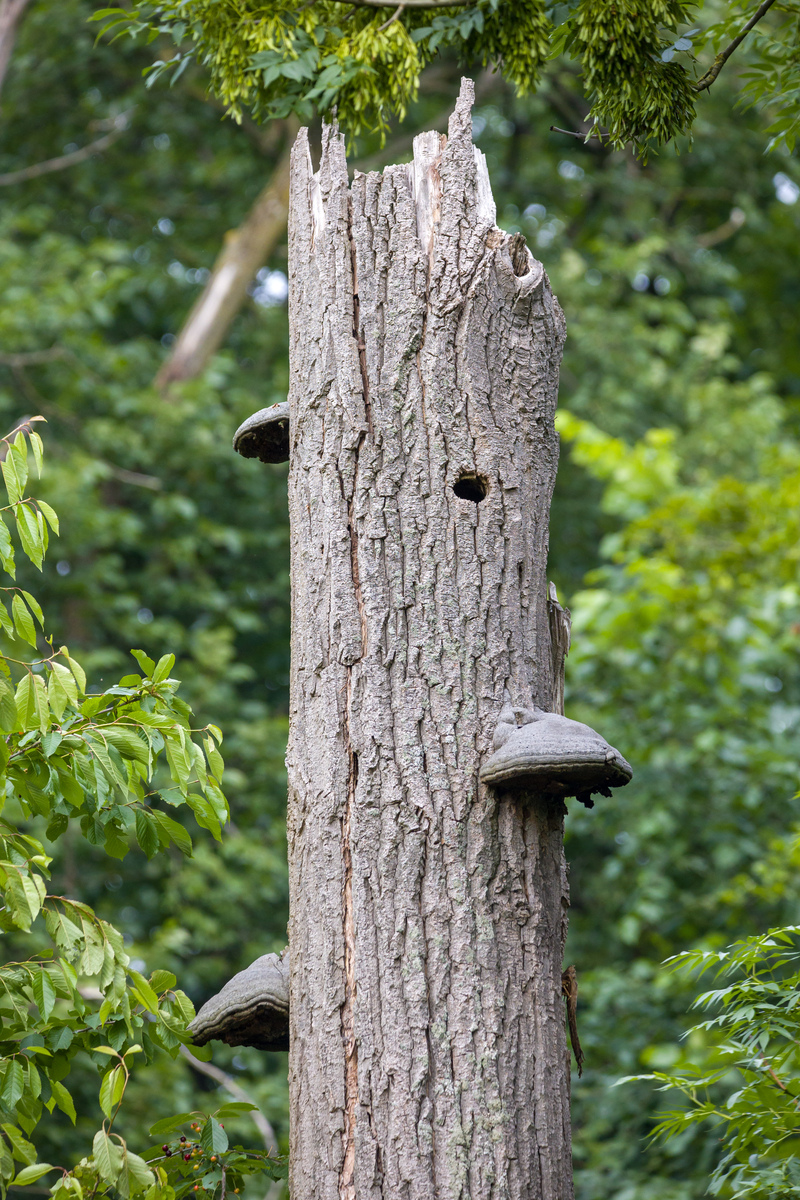 FUNGAL DIVERSITY期刊稿件类型详细介绍