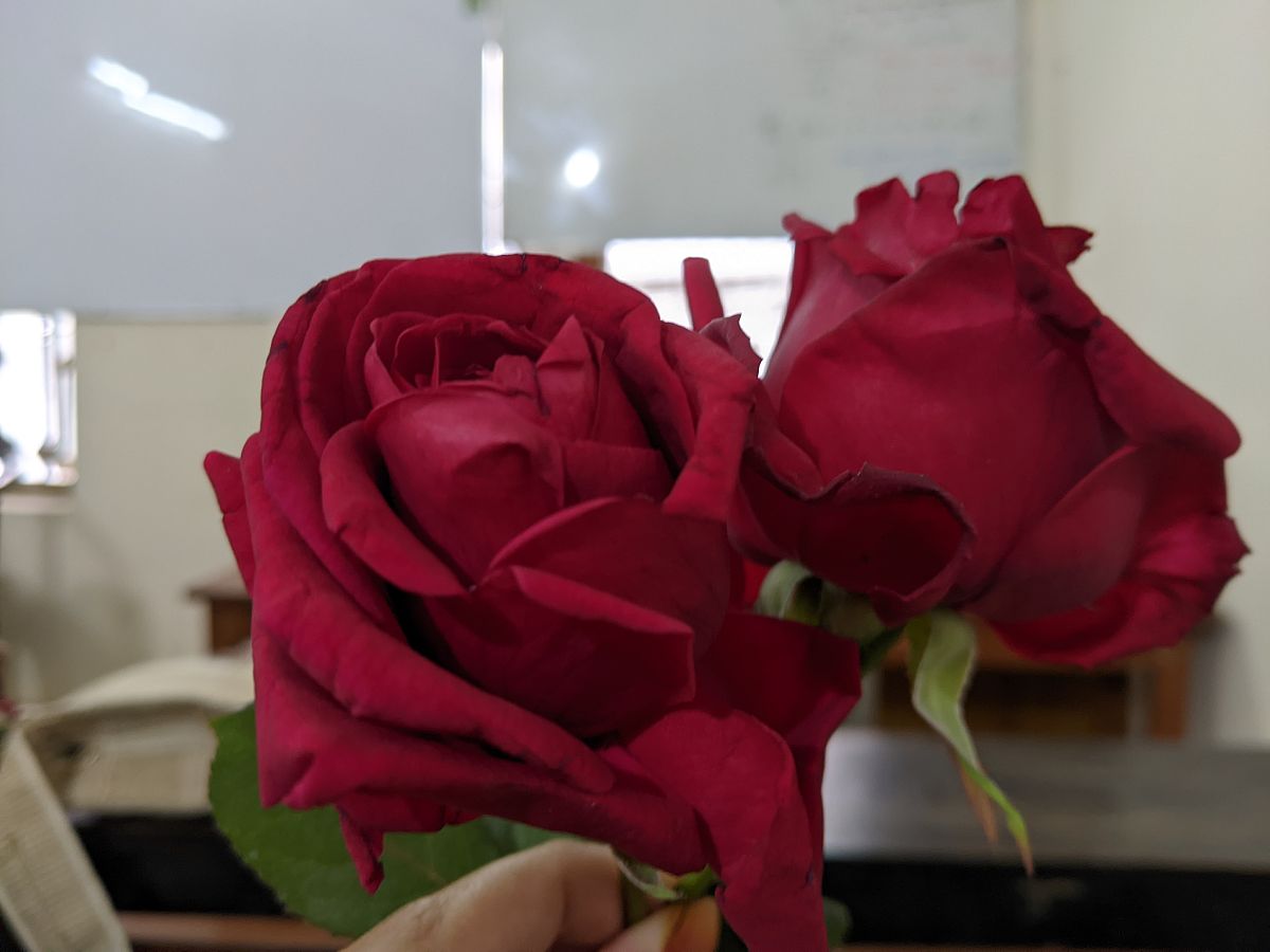 正确醒花方法和技巧让你的玫瑰花更鲜艳2000字