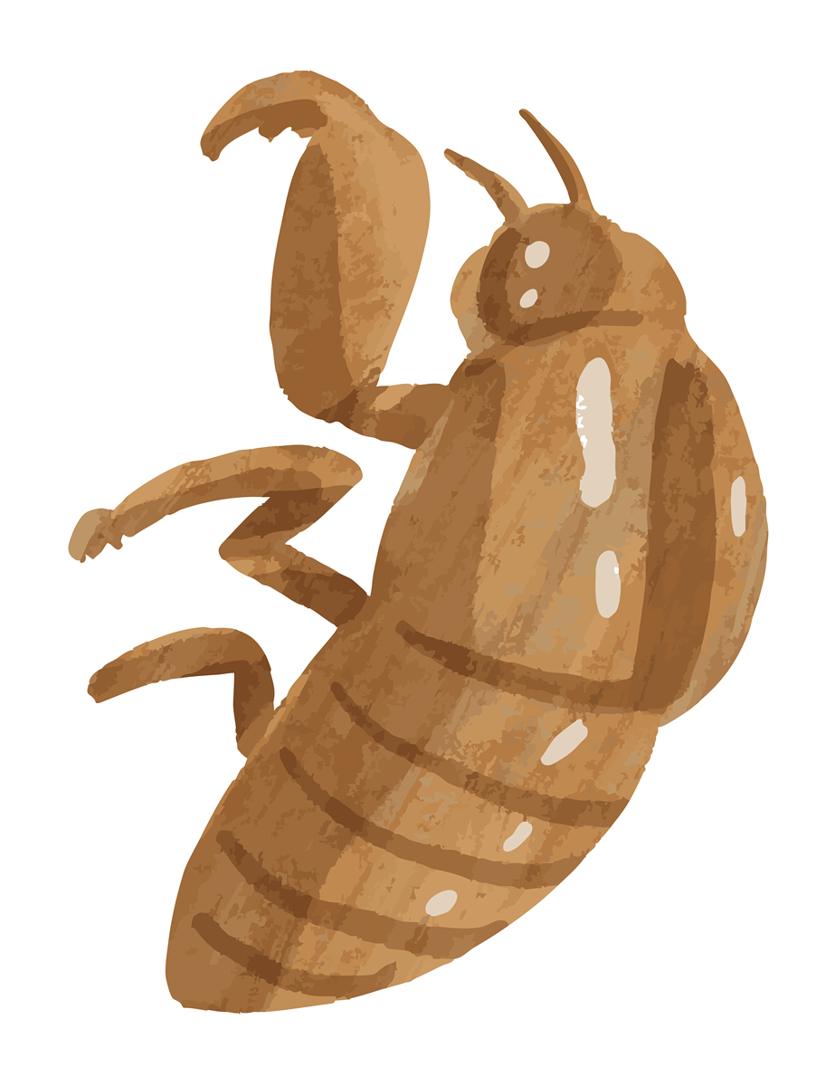 17 年地下沉睡，17 天地上繁衍：揭秘神奇的周期蝉