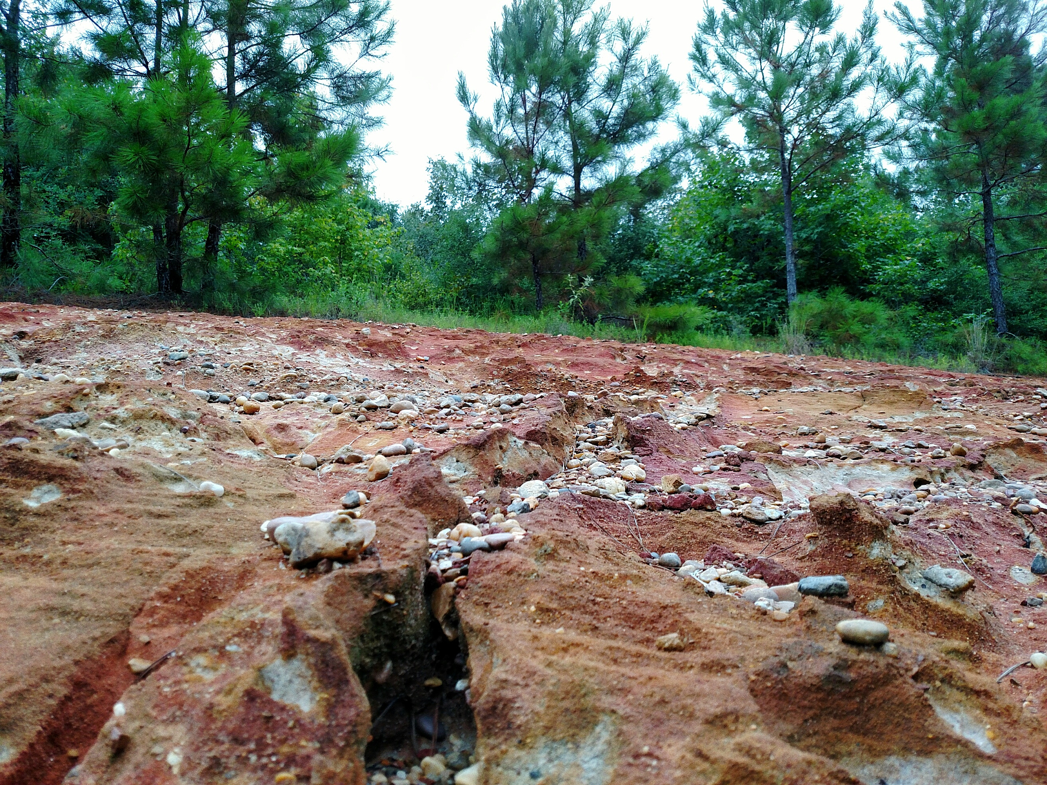 秦王川湿地土壤类型及特点分析