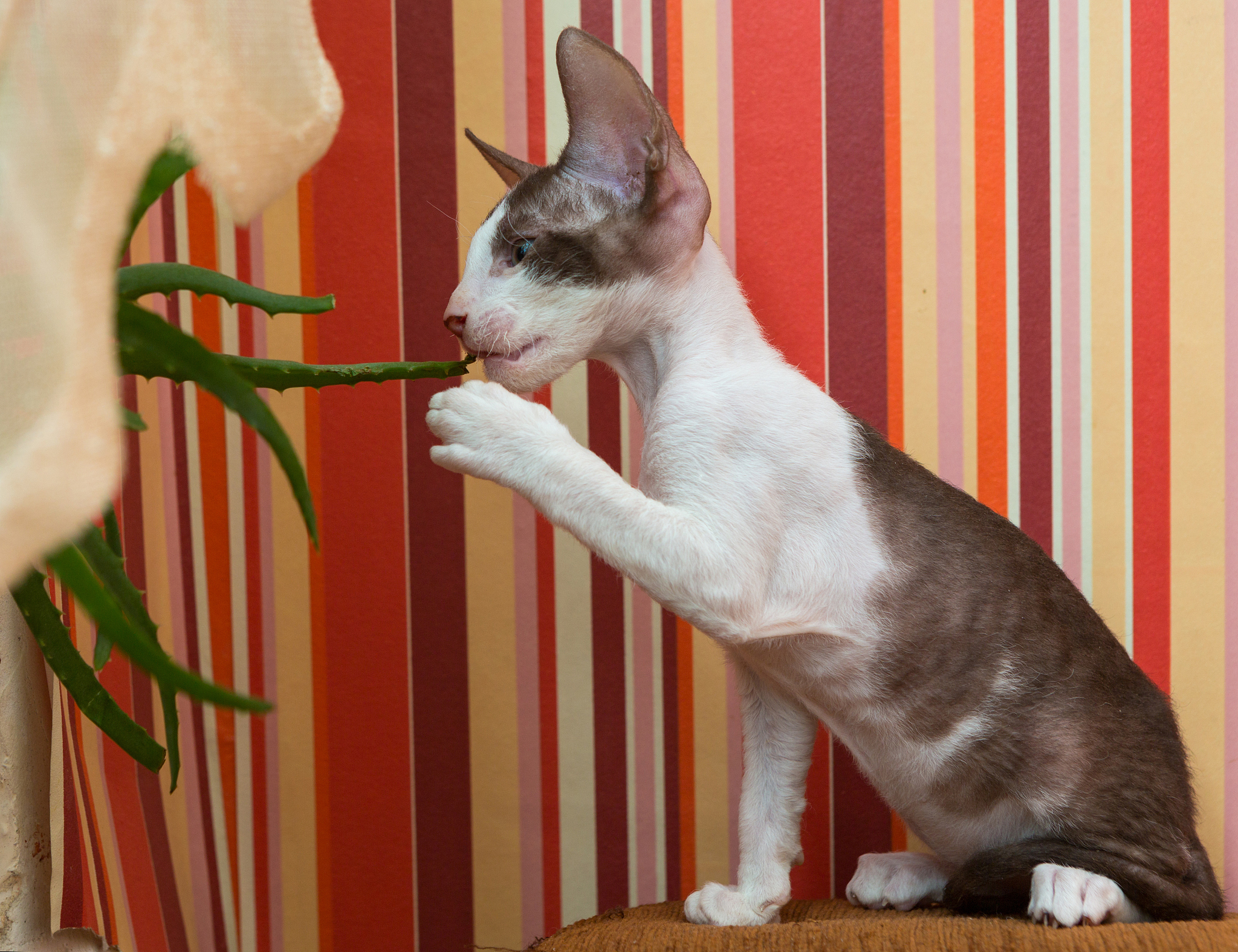 著名猫咪歌谣：儿童歌曲和童谣