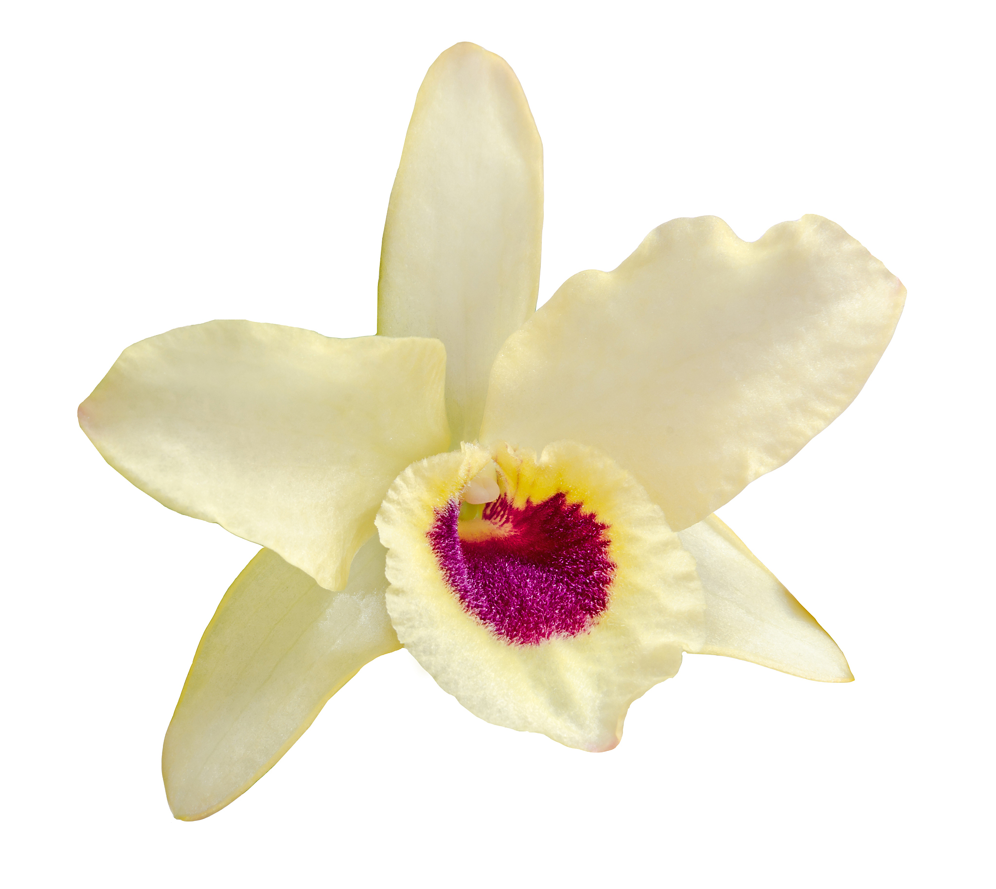 yellow dendrobium nobile flower, macro, plant, close up