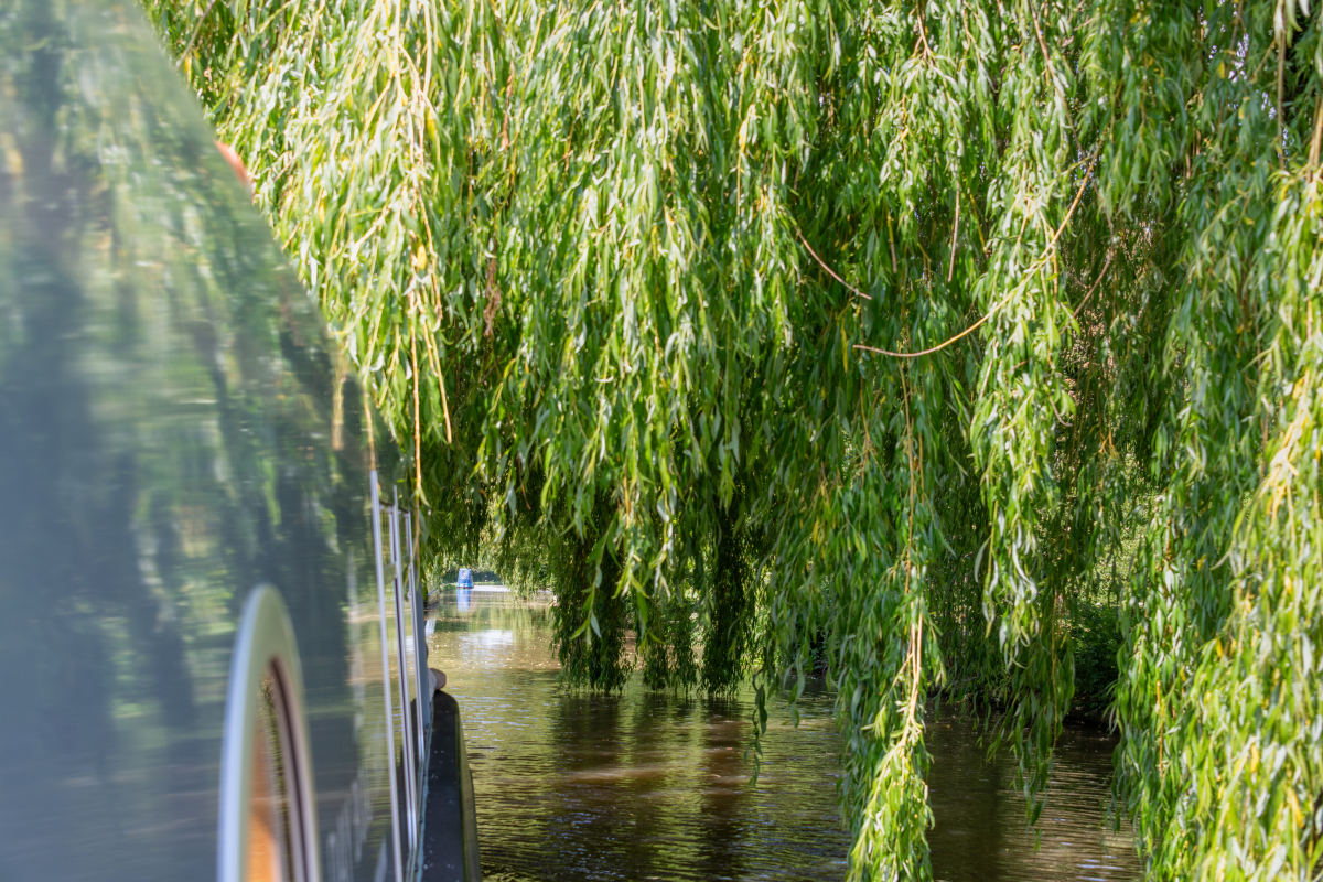 柳树：常见树种的科学知识和用途