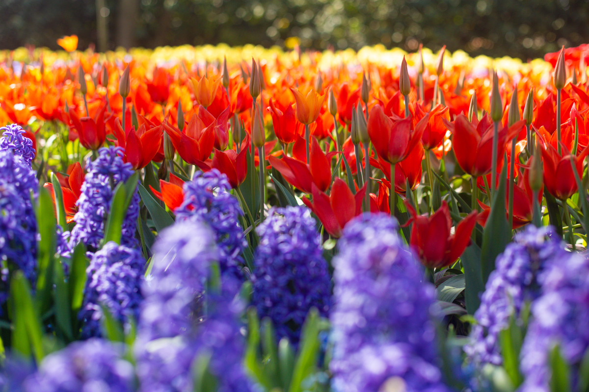 闻到一股淡淡的清香可以怎么写