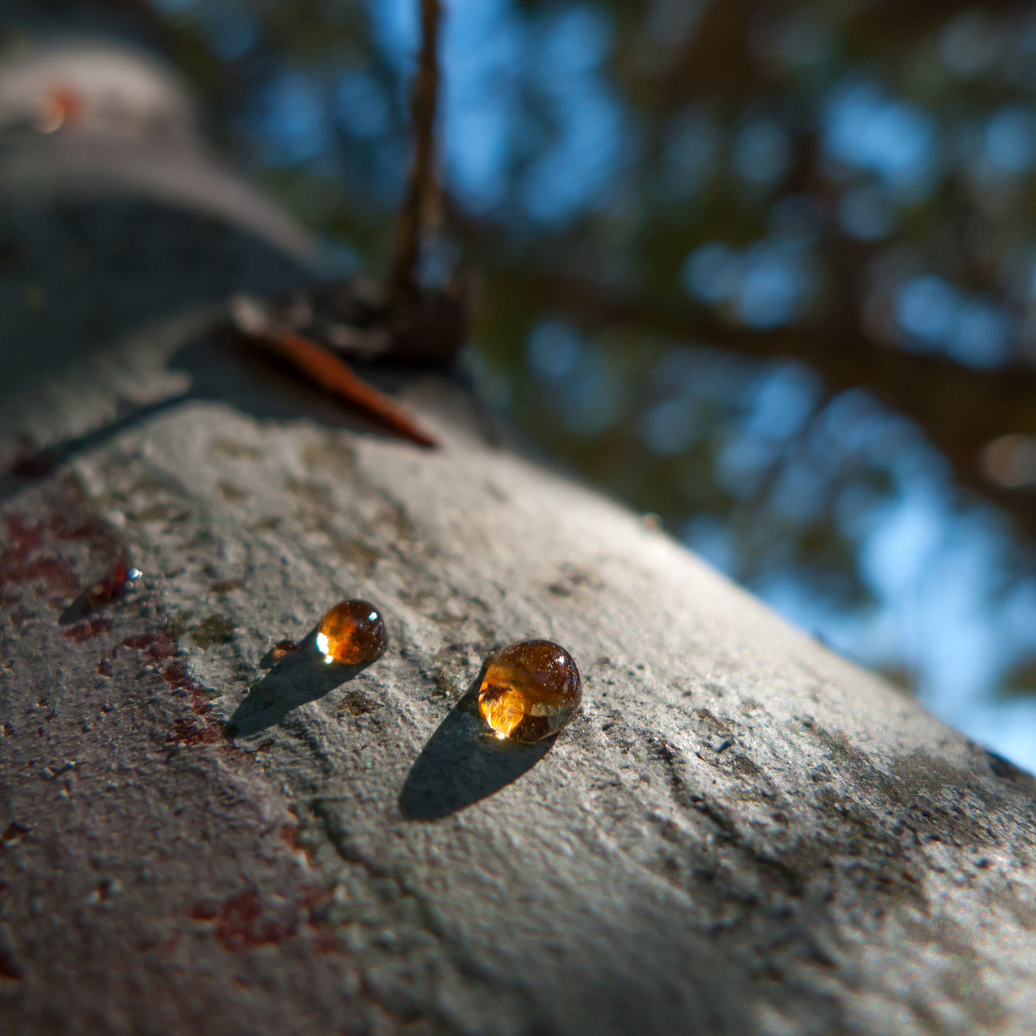 resin on the body of a tree