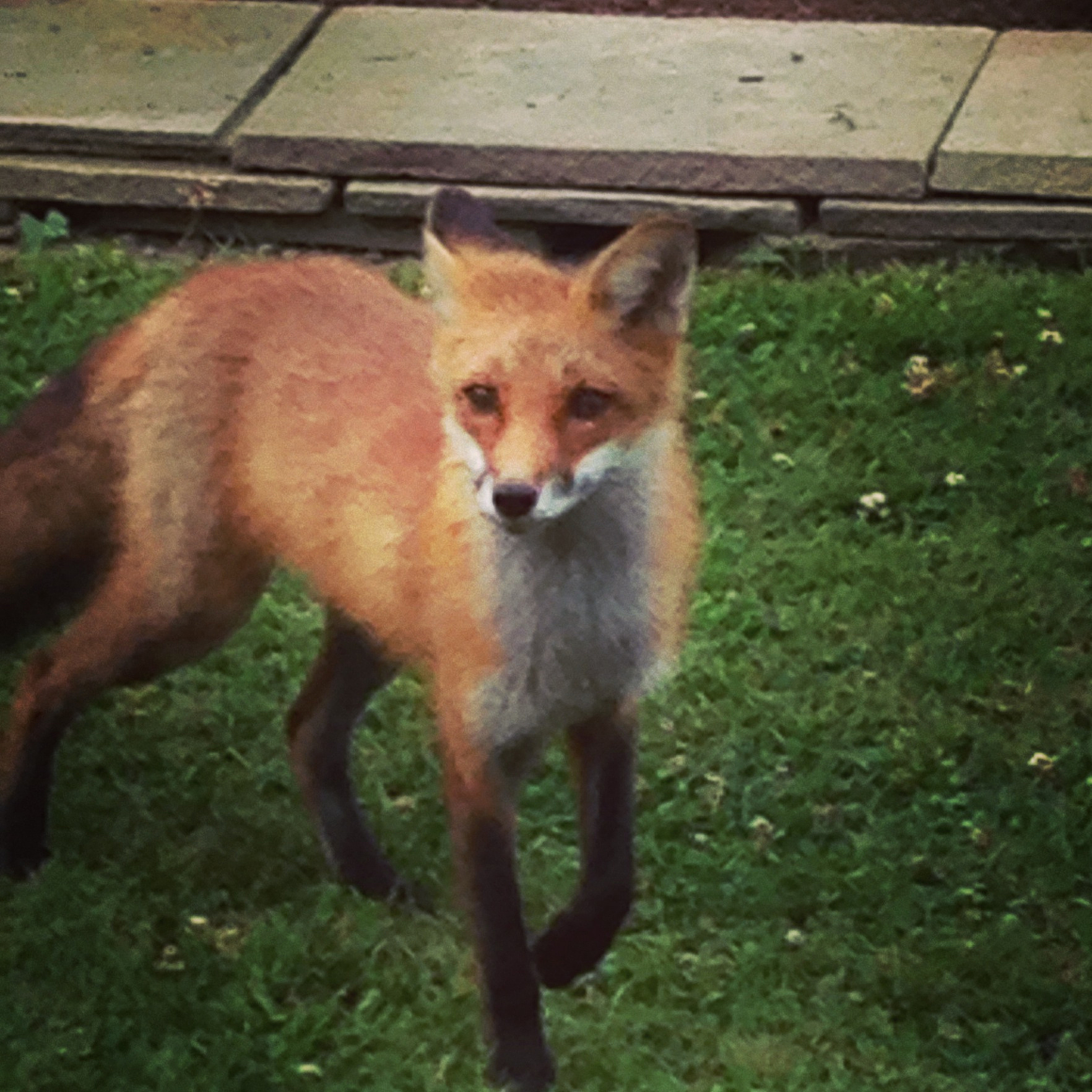 狐狸名字大全：四个字霸气好听的名字推荐