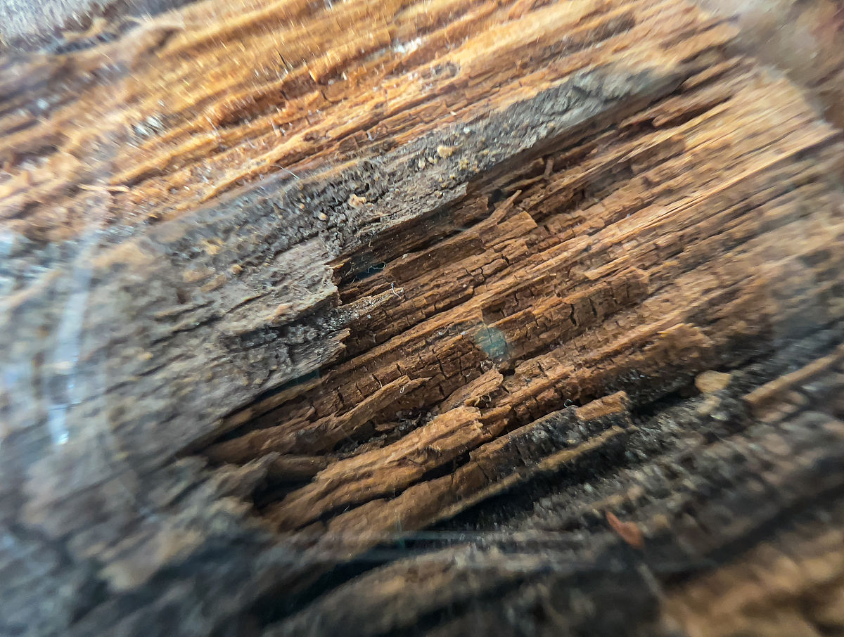 兴隆芳华的紫金檀木是什么木头回答+拓展