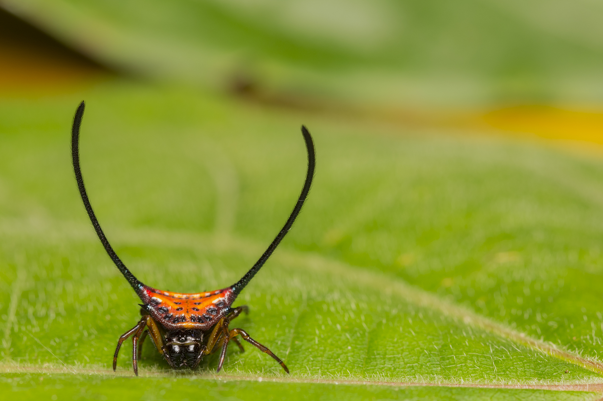 long-horned orb-weaver spider